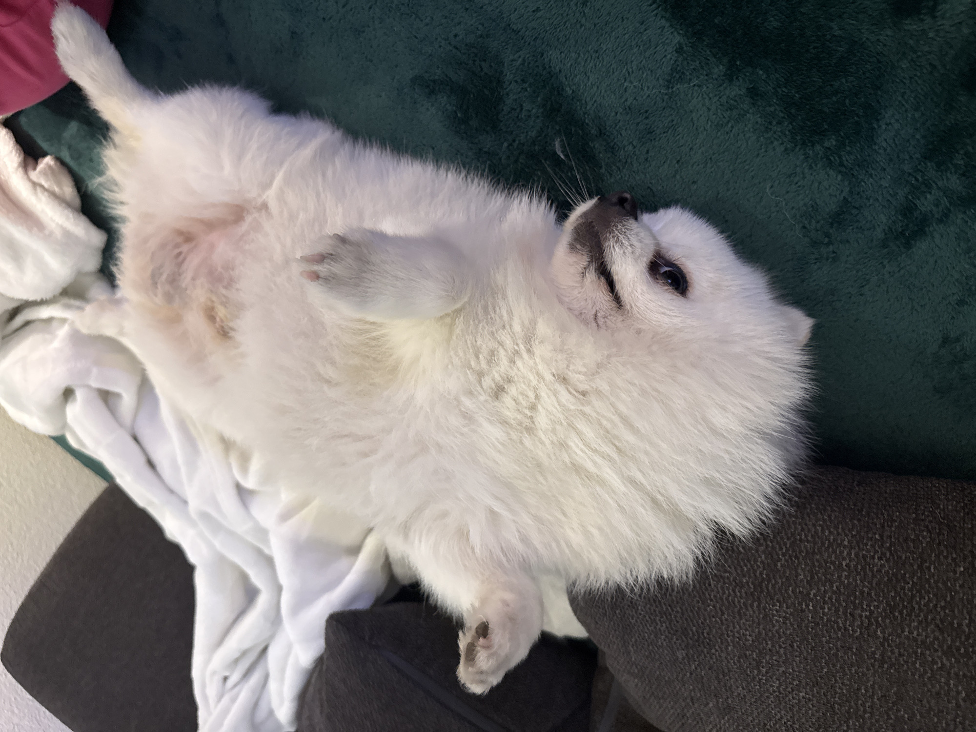 A small, white, long-haired dog lies on its back on a sofa. The dog's belly is exposed and its paws are up in the air. The sofa has a dark gray fabric and a green blanket is visible in the background. A white blanket is also present. The image does not provide information to determine the location in Lausen, Switzerland.