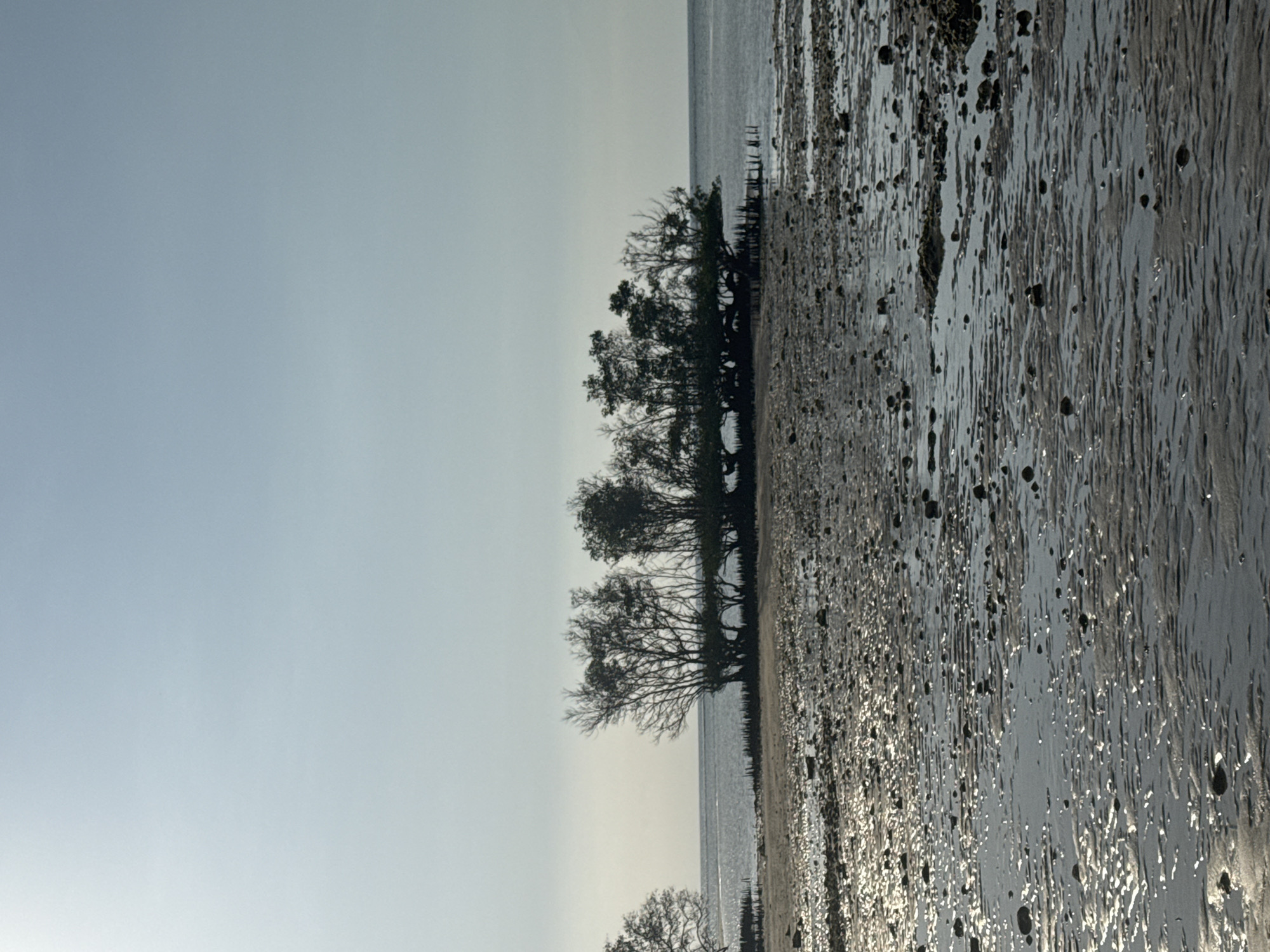The image depicts a serene coastal scene at low tide. A cluster of mangrove trees stands on a sandbar in the distance, their intricate branches silhouetted against a pale, clear sky. The foreground is a muddy, wet beach strewn with small rocks and shells, reflecting the soft light of the sun. The gentle ripples of the receding tide create a textured, shimmering surface across the sand. The water in the background is calm and stretches towards the horizon. The location is identified as a beach in Unknown, Indonesia.