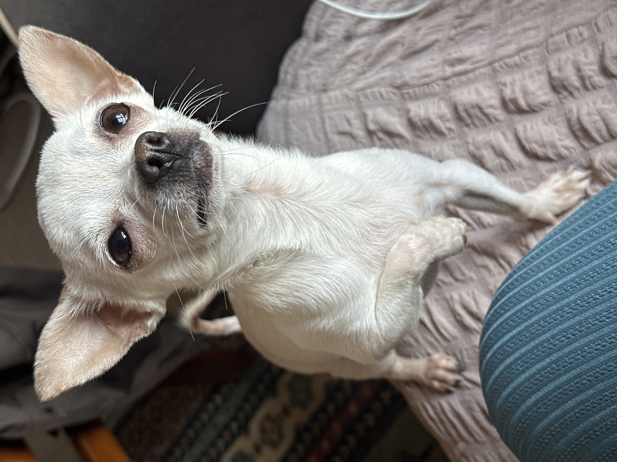 A white Chihuahua dog is the primary subject, positioned on what appears to be a textured bed or cushion with a mauve color. The dog is looking upwards, with its head tilted slightly. The dog has brown eyes and a dark nose. The background includes a dark gray surface and a section of what appears to be a blue chair or cushion. The dog is indoors and the scene shows no indication of being in Skala, Bulgaria.