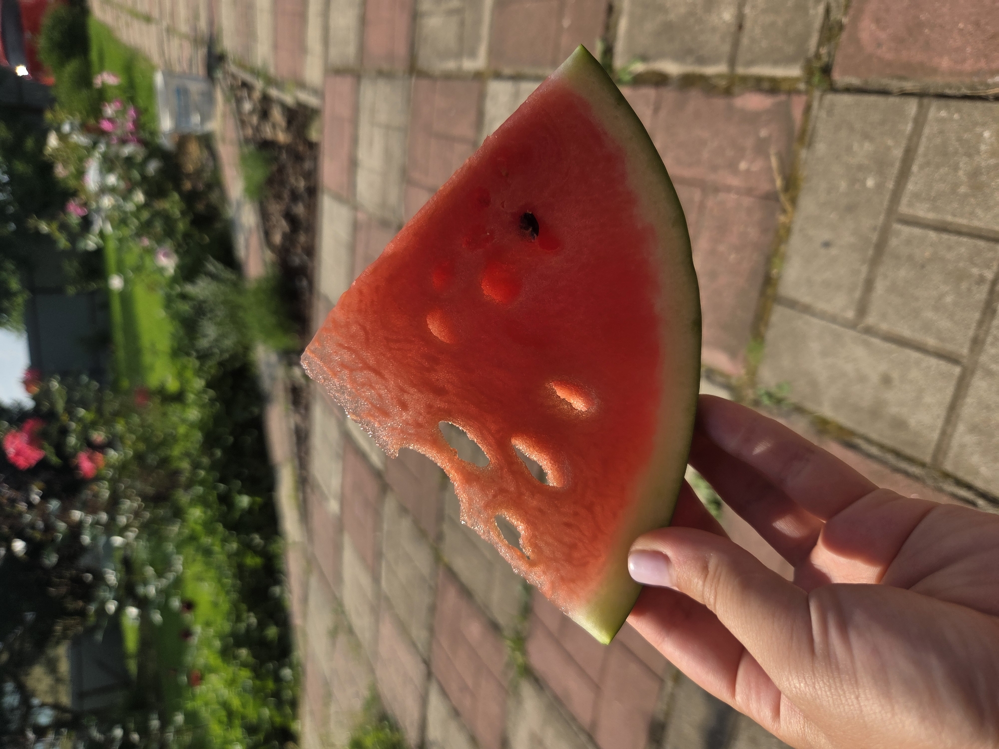 A close-up shot shows a slice of watermelon held by a person's hand. The watermelon is bright red with a green rind and has several holes where it has been bitten. A single black seed is visible in the flesh of the watermelon. The background is blurred, but appears to be a garden with flowers and a paved walkway. The scene is outdoors, likely in the city of Frolovo, Russia, given the context.