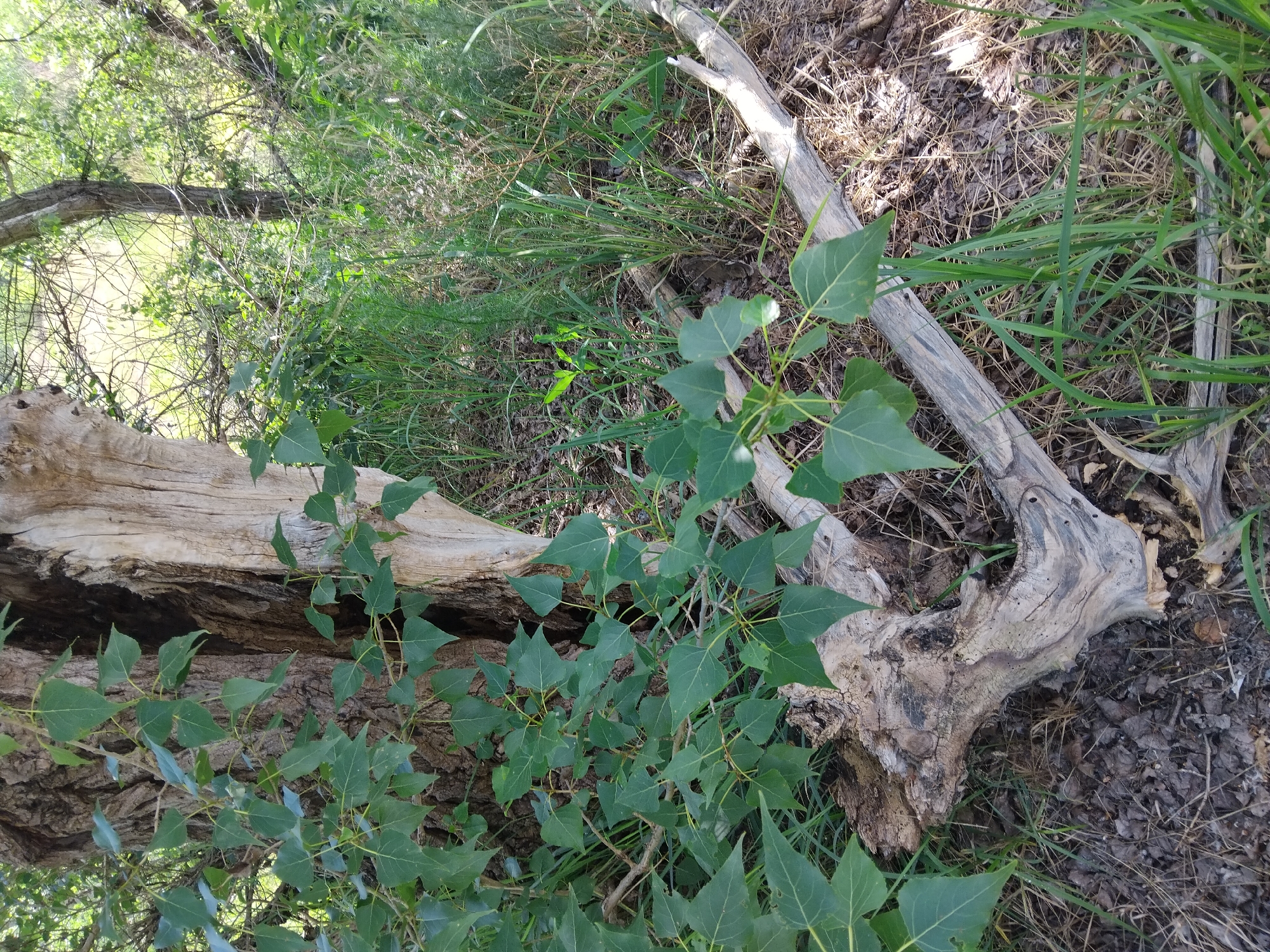 The image depicts a close-up view of a dead tree trunk with green foliage growing around it. The trunk is weathered and appears hollow in parts. Fallen branches and dry leaves are scattered on the ground, interspersed with green grass and other vegetation. The background shows more trees and dense greenery, suggesting an outdoor, natural environment. There are no people or animals visible in the image. The lighting indicates it is daytime. The location in Kyiv, Ukraine cannot be determined from the visual information provided.