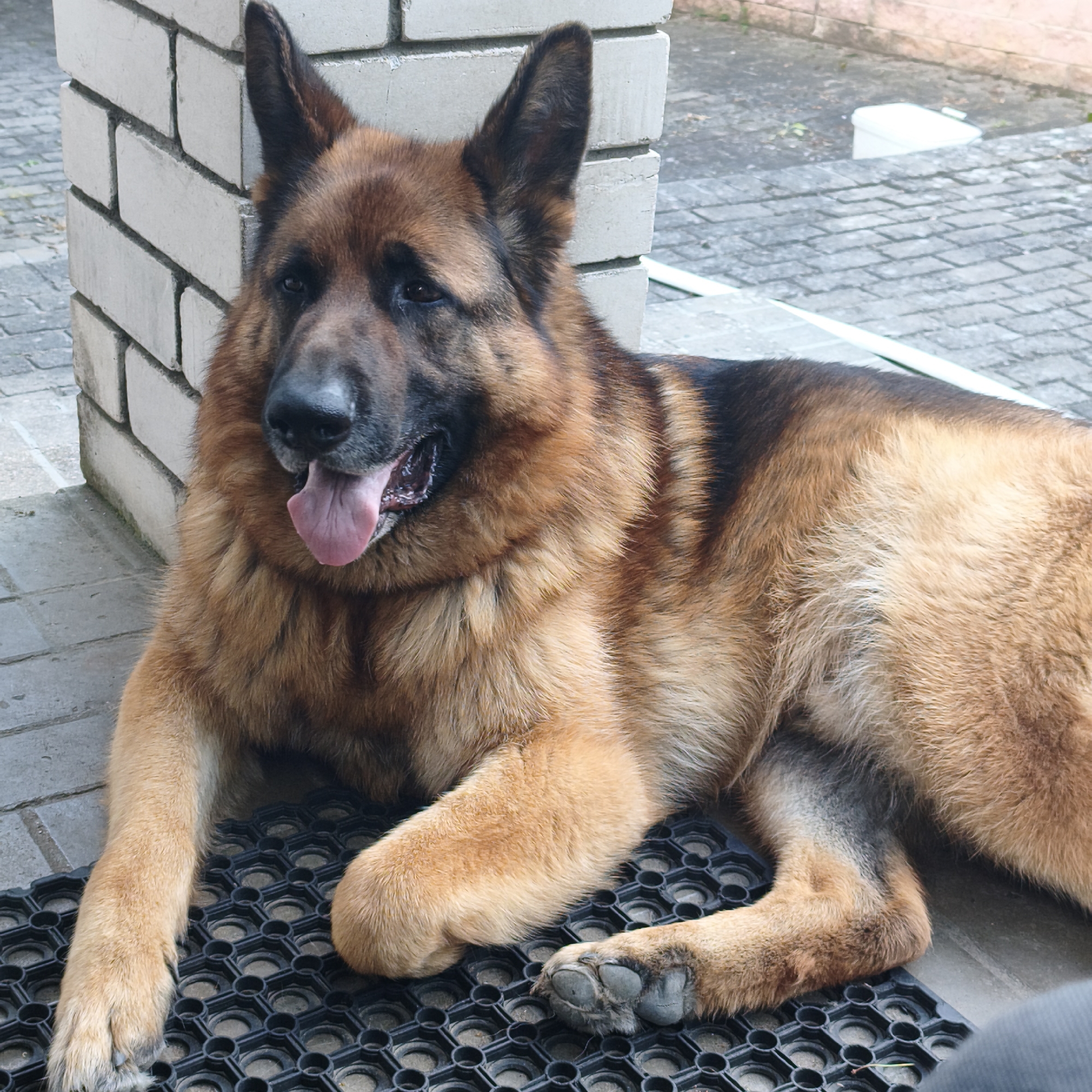 A German Shepherd dog is lying on a black rubber mat. The dog is next to a light-colored brick pillar. The background consists of light-colored paving stones, and glimpses of greenery can be seen further in the background. The location in the city of Hrodna, Belarus, is not determinable from the image.