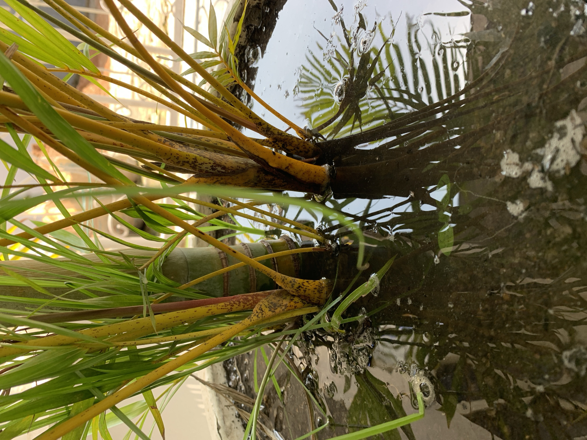 A close-up shot shows the base of several palm stalks emerging from a shallow body of water. The stalks are a vibrant yellow with reddish-brown speckles, and green leaves sprout from their tops. The water reflects the stalks and leaves, with small bubbles visible on the surface. Some debris, possibly dried leaves, floats in the water near the stalks. The background is blurred, with hints of a white wall and greenery. The scene appears to be in an outdoor setting, possibly a garden or courtyard, in Gura Top, Nigeria.