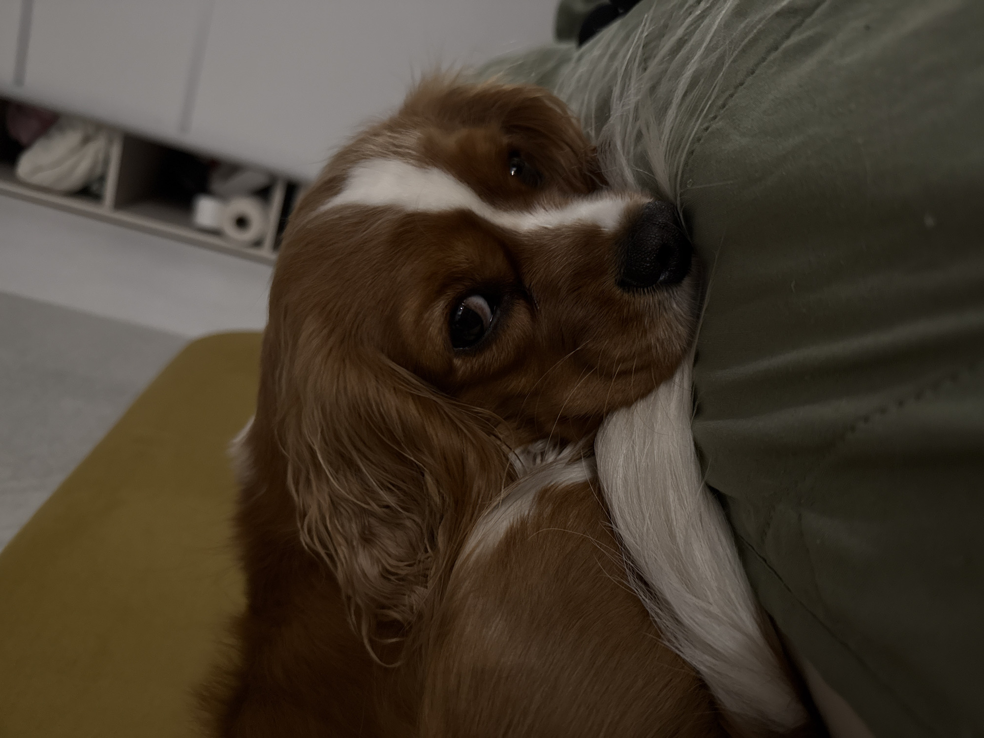 A medium shot captures a brown and white dog with long fur resting its head on a green surface. The dog's eyes are open and looking forward, and its ears are long and floppy. The background is blurred and shows a shelf with items on it, including what appears to be toilet paper. The lighting is dim. The image does not depict any location in Veliky Novgorod, Russia.