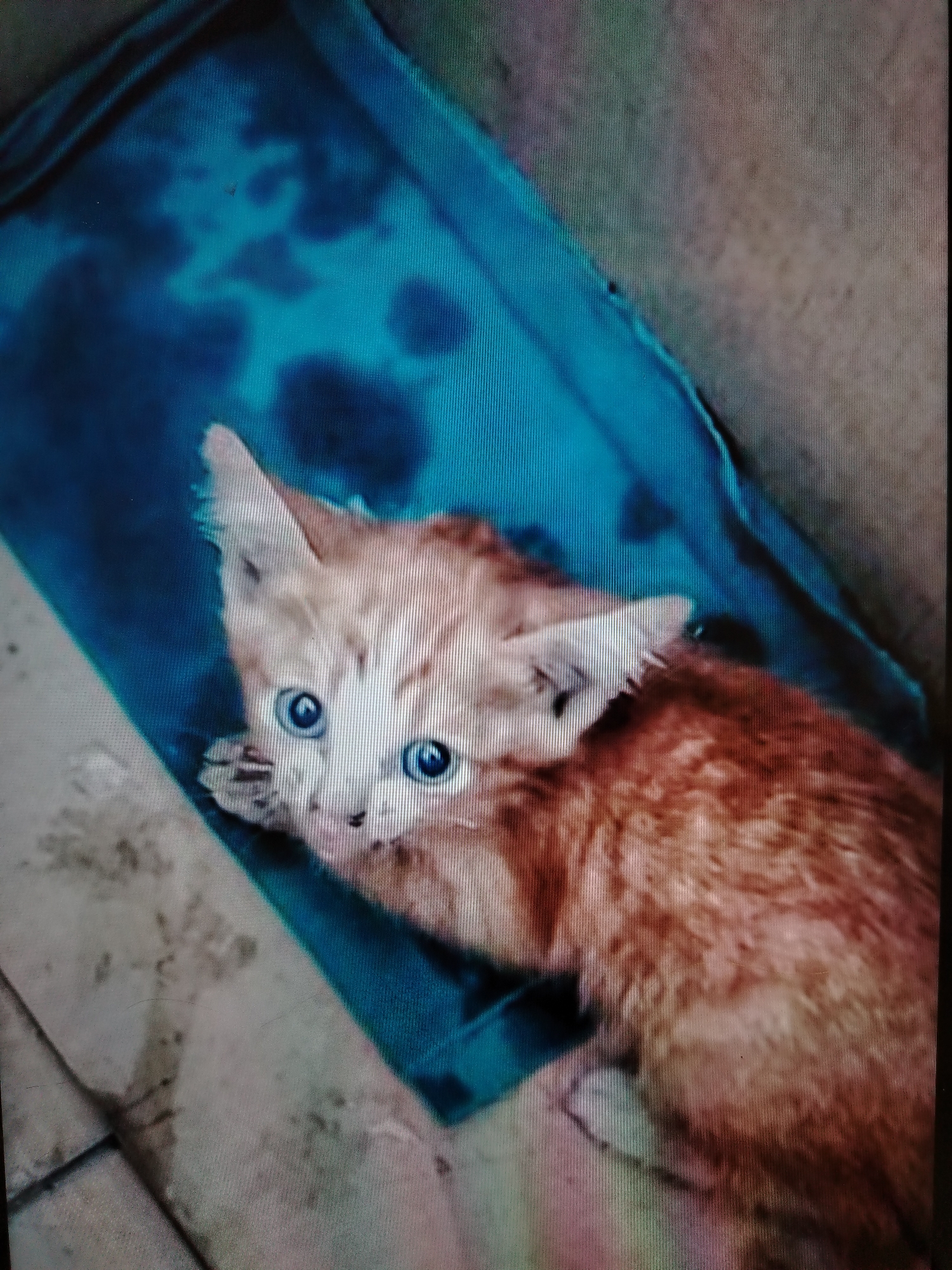 A ginger kitten with bright blue eyes is partially submerged in a blue container of water. The kitten's fur is wet and matted, and it appears distressed. The container is placed on a rough, tiled surface. The background is blurry but suggests an outdoor environment. There is no indication of the specific location within Stavropol, Russia.