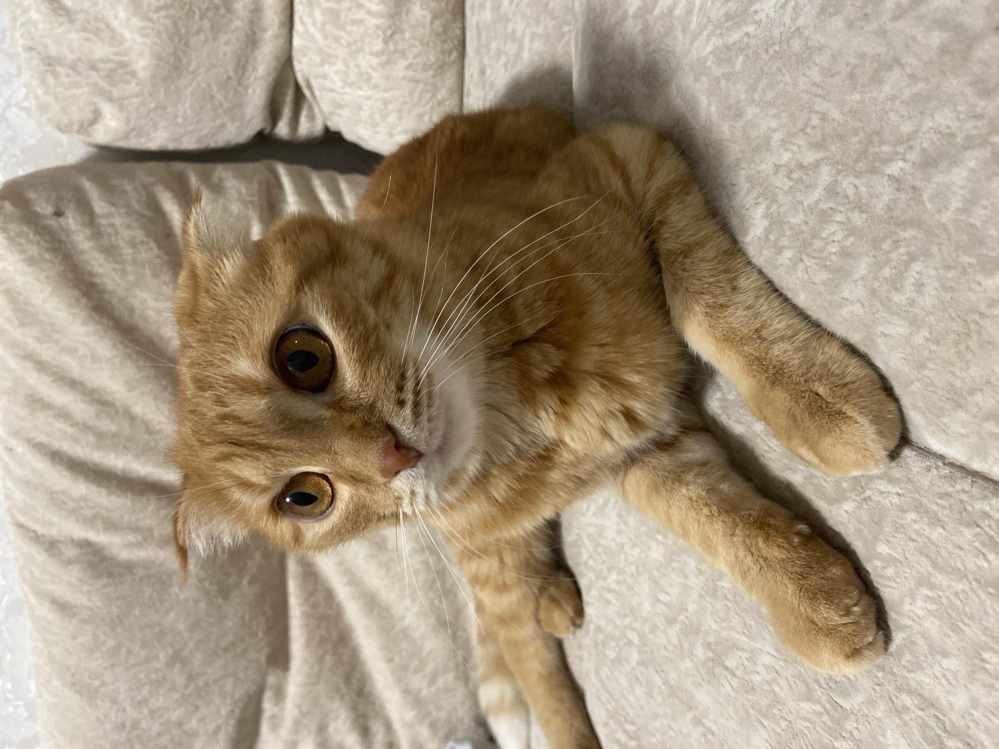 A ginger cat with large, amber eyes is lying on a light-colored, textured couch. The cat's ears are folded down. Its front paws are extended forward, and its hind legs are tucked underneath its body. The background consists of soft, quilted couch cushions. There are no people present in the image. The scene is indoors. This image is not associated with Balashikha, Russia.