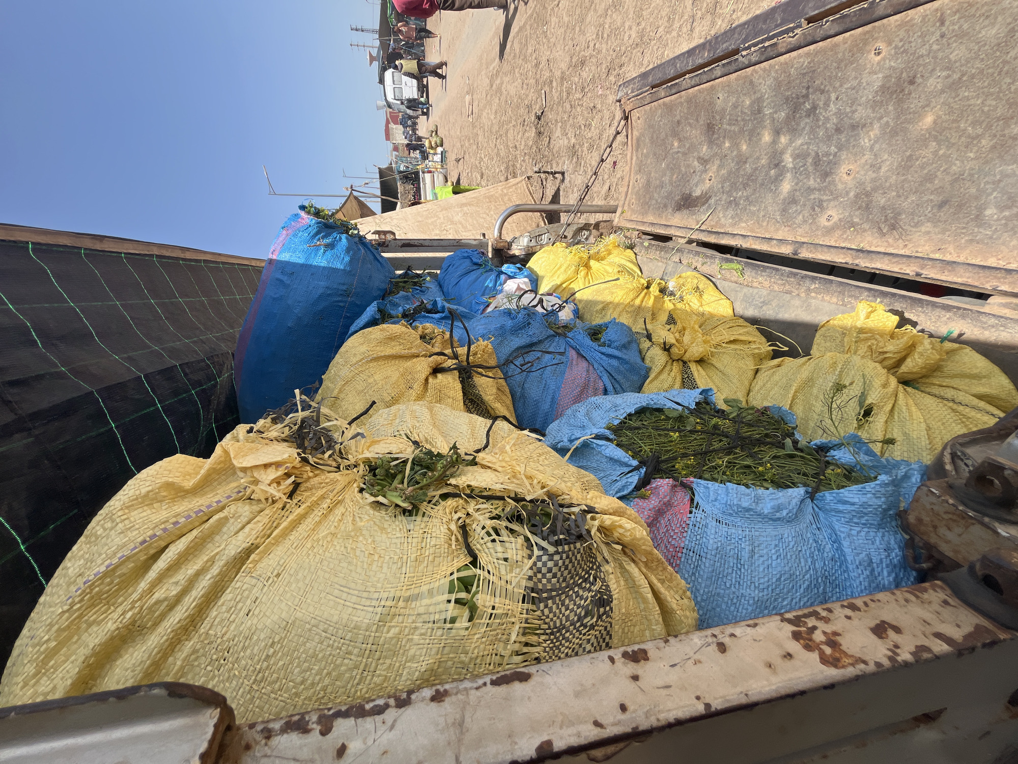 The image provides a view from inside a rusty truck or trailer bed, which is heavily laden with numerous large, woven bags. These bags are predominantly bright yellow and blue, made from a synthetic material, and are packed tightly together. Many are tied at the top, while others are torn or open, revealing their contents: green plant material, appearing to be fresh produce such as leafy greens, some with slender stems and small yellow flowers, possibly vegetables or fodder.
Beyond the vehicle, an outdoor scene unfolds under a clear, bright blue sky, indicating daytime. In the mid-ground, a bustling environment is visible with several people walking or standing, along with other vehicles, including a white van. This suggests an active market, port, or a busy street area, consistent with the location context of Jamaat Shaim, Morocco. On the far left, a dark, mesh-like netting with green grid lines is partially visible. The metal edges of the truck bed show significant signs of rust and wear, and a metal chain is also discernible in the background.
The overall activity depicted is the transport or handling of agricultural goods in bulk, likely within a commercial setting. There is no visible text or discernible emotions in the scene.