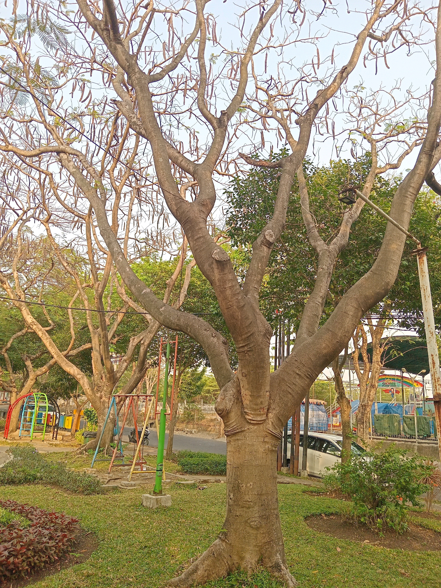 This image depicts an outdoor park scene with a prominent tree in the foreground, its branches reaching towards the sky. Hanging from the branches are numerous seed pods. Behind the tree, a playground structure with colorful metal bars and swings is visible, alongside some greenery and a road. A white car is parked behind a fence in the middle ground. The overall environment suggests a public park or recreational area in Randuagung, Indonesia, likely during the daytime, as indicated by the natural light and the clarity of the scene.