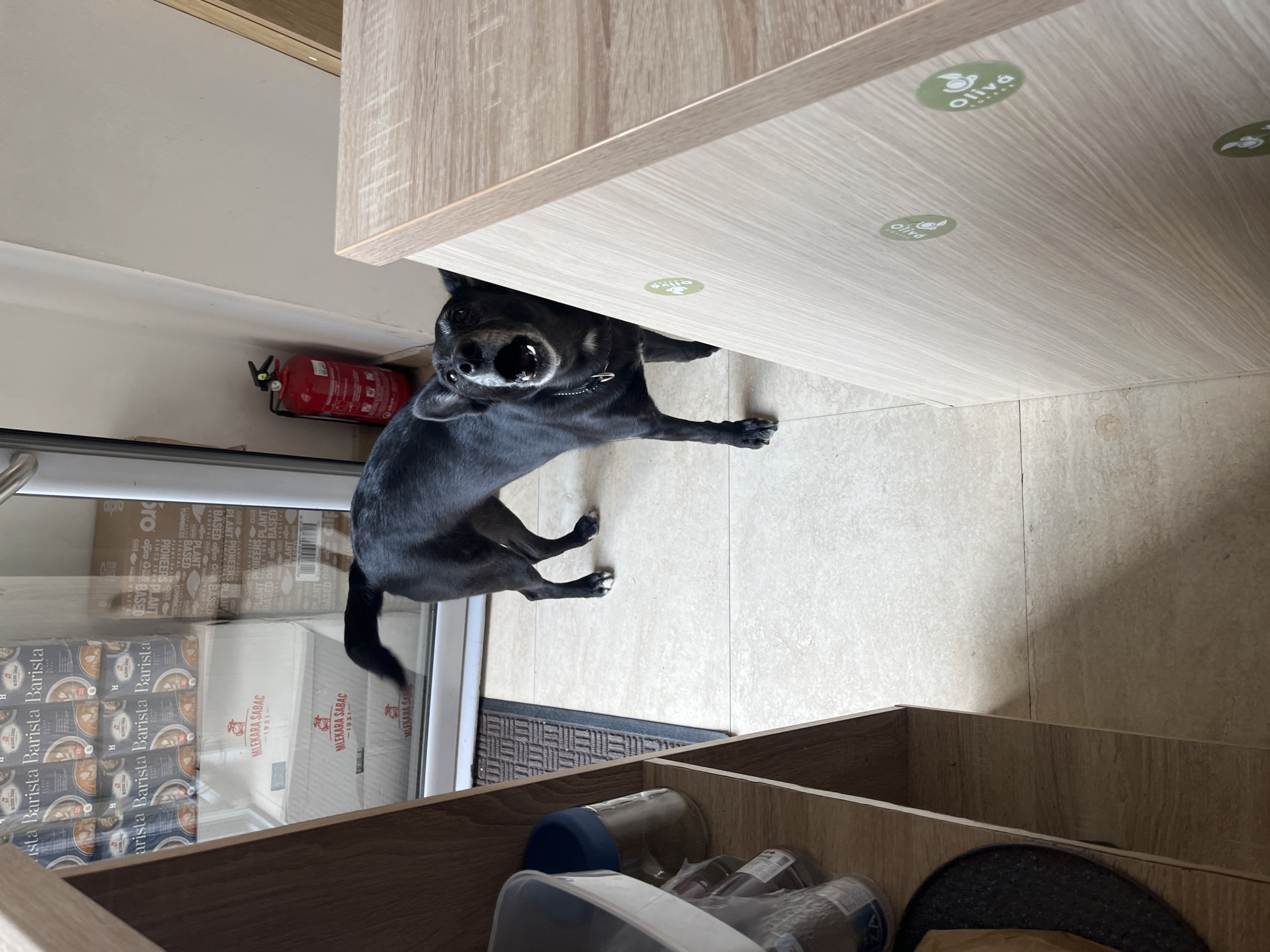 This is a photo of a black dog looking upwards from under a light wood cabinet. The dog has its mouth open, appearing to be panting or possibly barking. In the background, there is a red fire extinguisher mounted on a wall. To the left of the dog, there are shelves filled with boxes of "Barista" branded products and what appears to be milk cartons labeled "MLEKARA SABAC - 1931". The floor is tiled. On the underside of the cabinet, there are circular green stickers with white text that reads "Oliva Coffee". The lighting suggests it is daytime, and the setting appears to be indoors, possibly a kitchen or storage area.