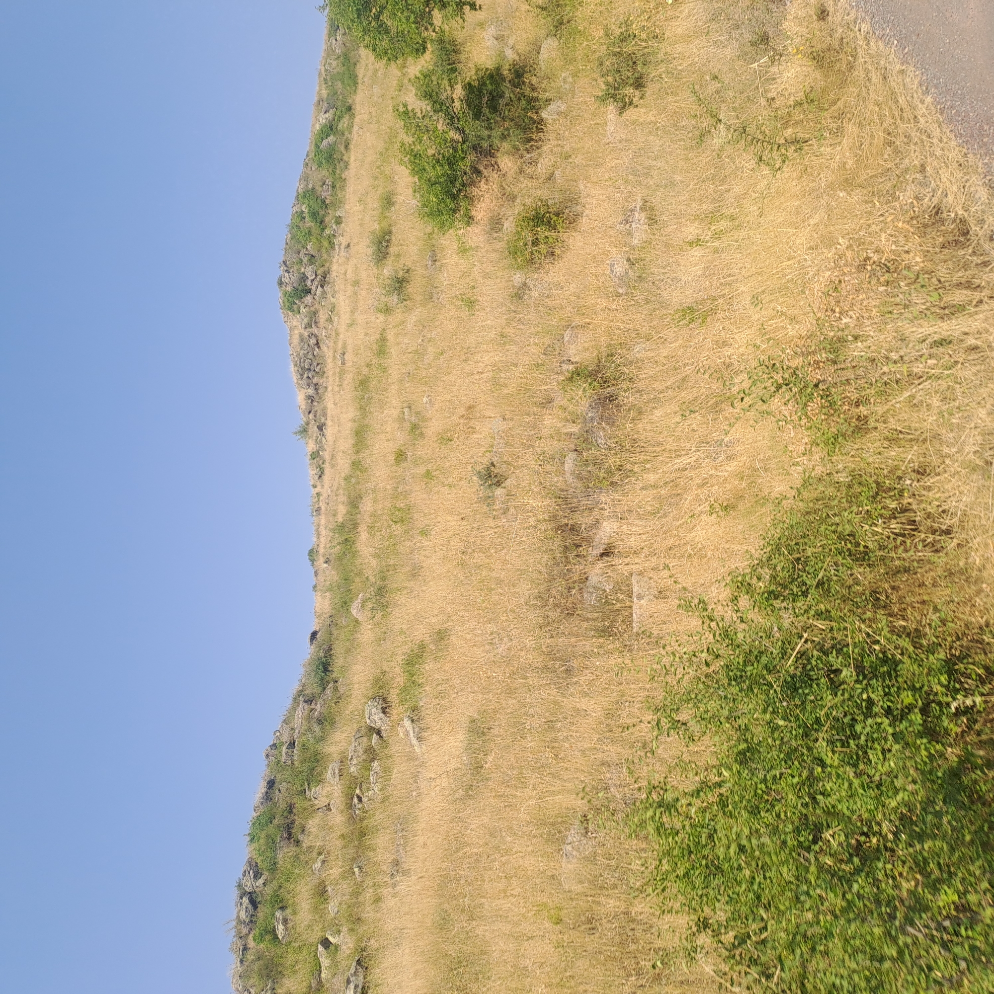 This image shows a dry, grassy hillside in Dzorap, Armenia. The terrain is uneven, with scattered rocks and boulders. Sparse green bushes and trees dot the landscape, contrasting with the dominant golden-brown of the dry grass. The sky is a clear, pale blue. The overall impression is of a rural, arid environment under bright sunlight.