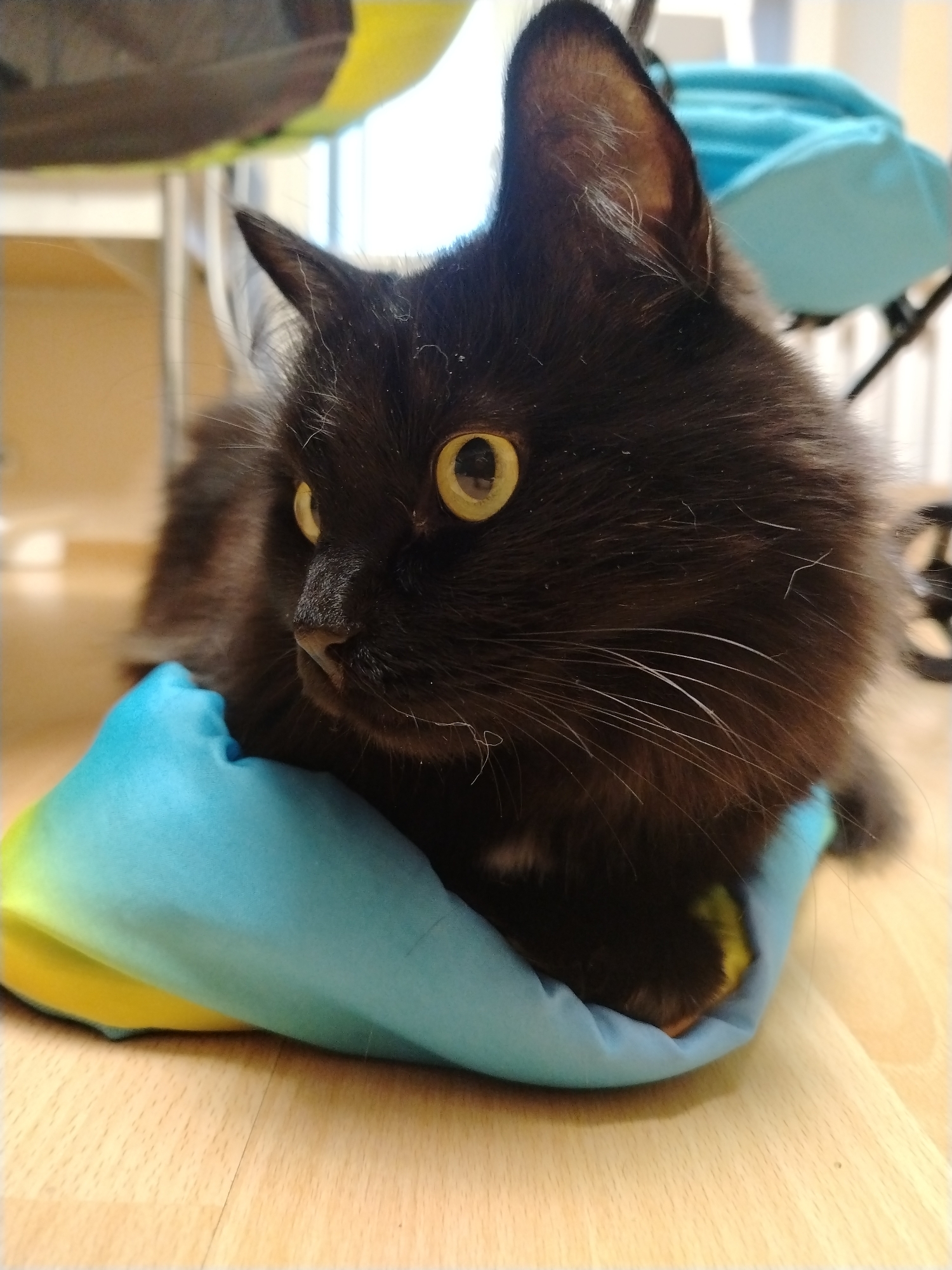 A black cat with yellow eyes is lying on a blue and yellow cushion on a light-colored wooden floor. The cat is facing left. In the background, there is a baby stroller. The location is Chaikovsky, Russia.