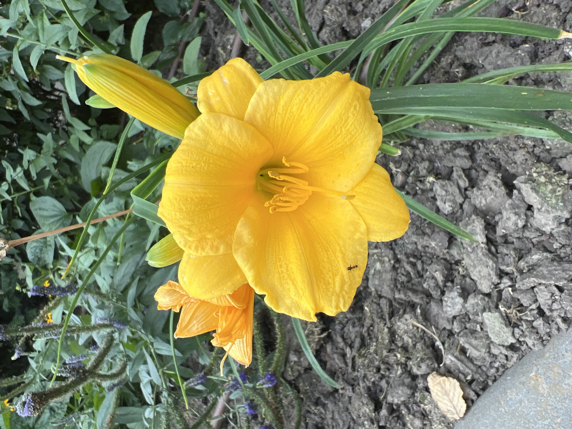 A vibrant yellow daylily is in full bloom, its petals spread wide to reveal its stamen. The flower, which appears to be in a garden in Fontanka, Ukraine, is accompanied by a tightly closed bud on the right and another partially open orange daylily in the background. The ground beneath the flowers is covered in dark, rocky soil, with a few fallen brown leaves scattered about. In the background, lush green foliage and small purple flowers create a natural backdrop. A tiny ant is visible crawling on one of the yellow petals, adding a subtle element of life to the scene. The image is captured in a close-up perspective, emphasizing the intricate details of the blooming flowers and their immediate surroundings.