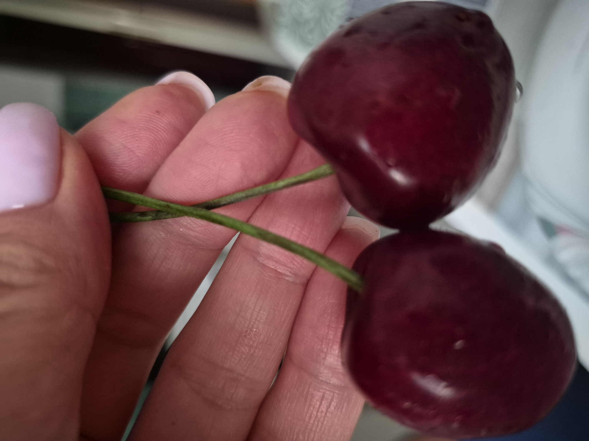 In a close-up, eye-level shot, a person's hand with light pink nail polish is holding two dark red cherries by their green stems. The cherries are positioned in the foreground, with the stems crossing between them. The hand is in the middle ground, with fingers and thumb visible, their skin showing texture and slight condensation. The background is softly blurred, suggesting an indoor setting with indistinct shapes and colors. The overall lighting is soft and natural. The scene is of Unknown, Unknown.