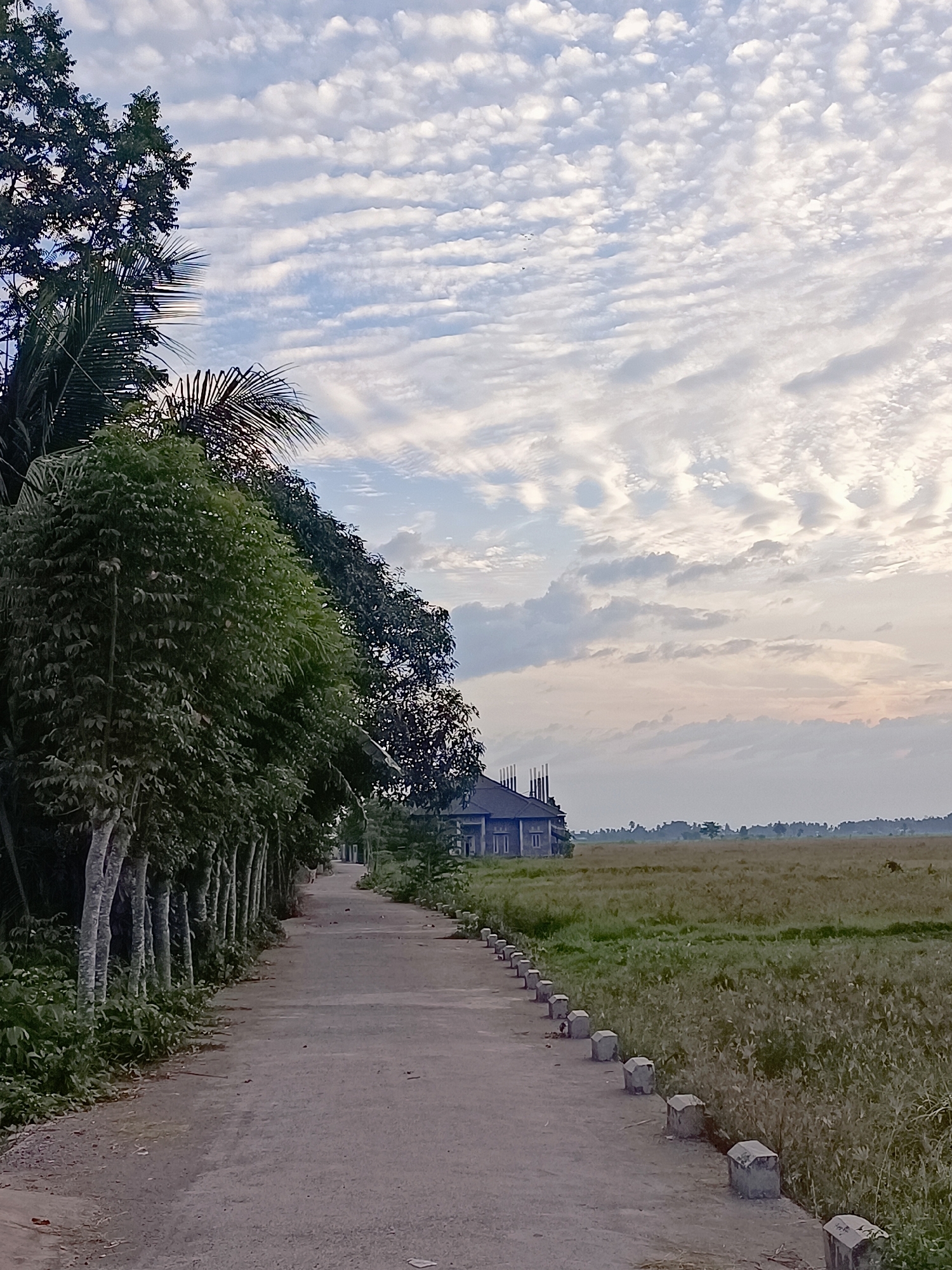 The image shows a rural road in Meunasah Raya, Indonesia, bordered by a row of trees on the left and a field of tall grass on the right. The road itself is made of asphalt and appears to be a dirt path with some loose gravel. Along the edge of the road, on the right side, there are several small, square concrete posts.
In the background, on the right side of the road, there is a large, unfinished building with several tall, vertical concrete structures extending from its roof. The building is grey and appears to be under construction. Further in the distance, a flat landscape with a treeline is visible under a sky filled with scattered, wispy clouds. The overall lighting suggests it is either early morning or late afternoon. There are no people visible in the image. The environment appears tranquil and sparsely populated.