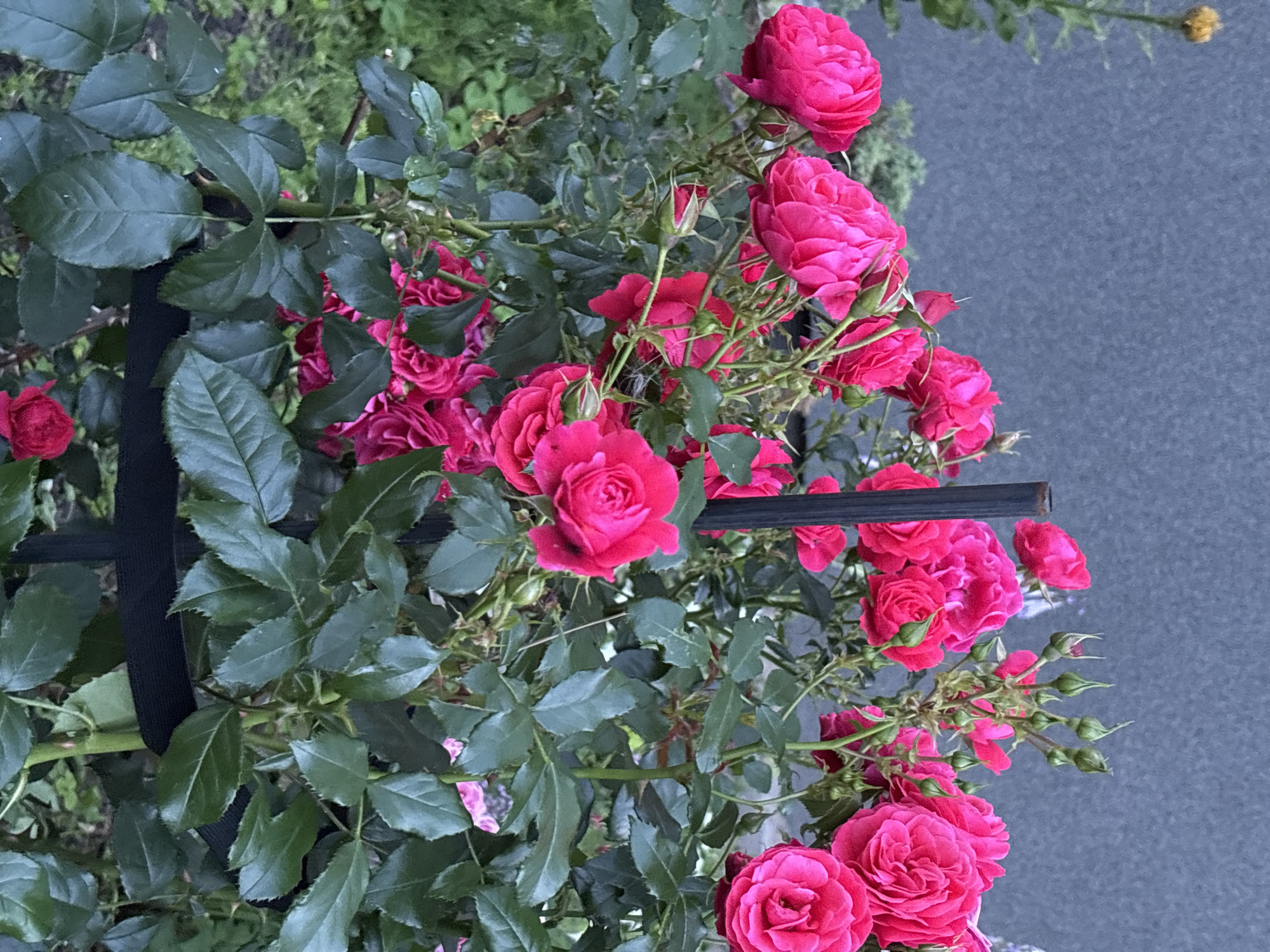 A close-up shot captures a cluster of vibrant pink roses in full bloom, interspersed with numerous green buds. The roses are lush and varied in their openness, with some fully unfurled and others still tightly closed. Dark green, serrated leaves create a dense backdrop for the blossoms. A thin, dark vertical pole runs through the center of the frame, partially obscuring some of the flowers. Behind the roses and leaves, a textured, dark gray wall serves as the background. To the left of the frame, a single yellow flower bud on a slender green stem rises above the rose bush. The scene is outdoors, likely in a garden or park setting. The image was taken in Tallinn, Estonia.