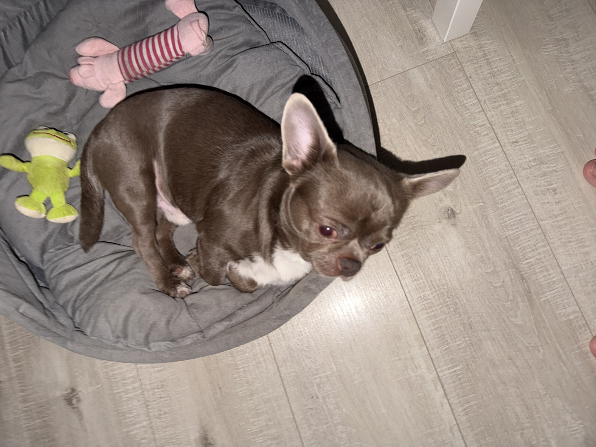 A chocolate-colored chihuahua with white markings on its chest rests in a gray dog bed. Beside the dog are two plush toys: a green frog and a pink pig with red stripes. The dog bed sits on a light-colored wooden floor. A white leg, likely part of a piece of furniture, is visible in the upper right corner of the frame, while a partial view of a human foot appears on the right edge. The photo’s location is unknown and can't be verified from the city of Votkinsk.