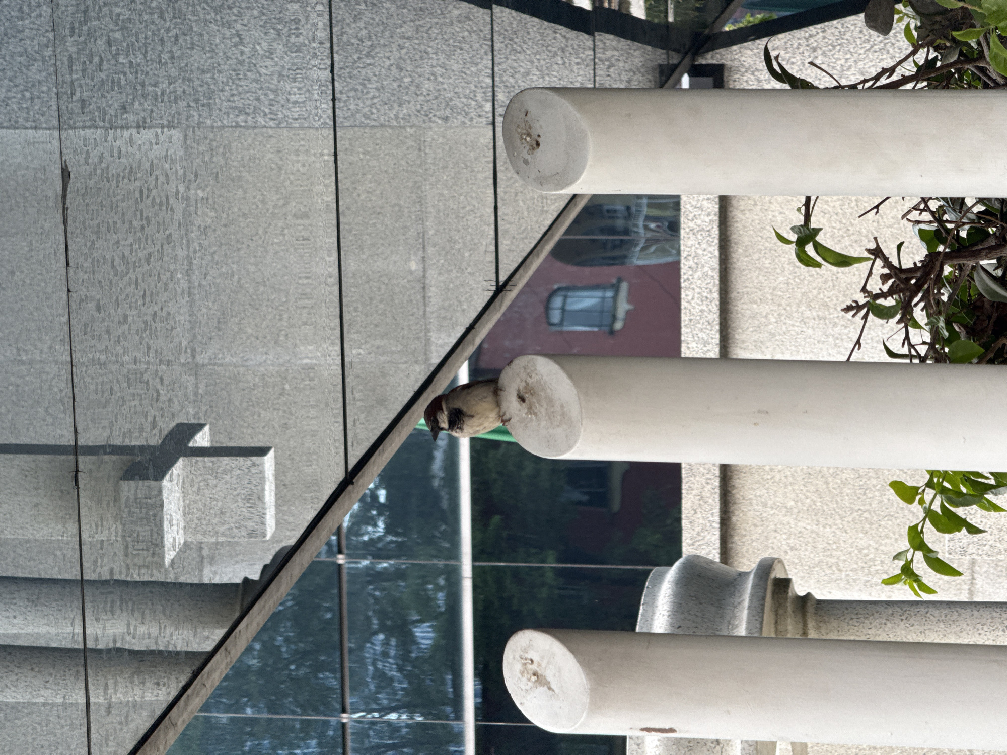 The image depicts an outdoor scene with architectural elements and a bird. The architecture includes white cylindrical pillars, stone steps, and a glass facade reflecting the surrounding environment. A small, brown bird is perched atop one of the pillars. Green foliage is visible on the right side of the frame, suggesting the presence of plants or trees. The reflection in the glass facade indicates the presence of buildings and trees in the vicinity. While the exact location cannot be determined with certainty, the architectural style and environment are consistent with urban areas of Mexico City, Mexico.