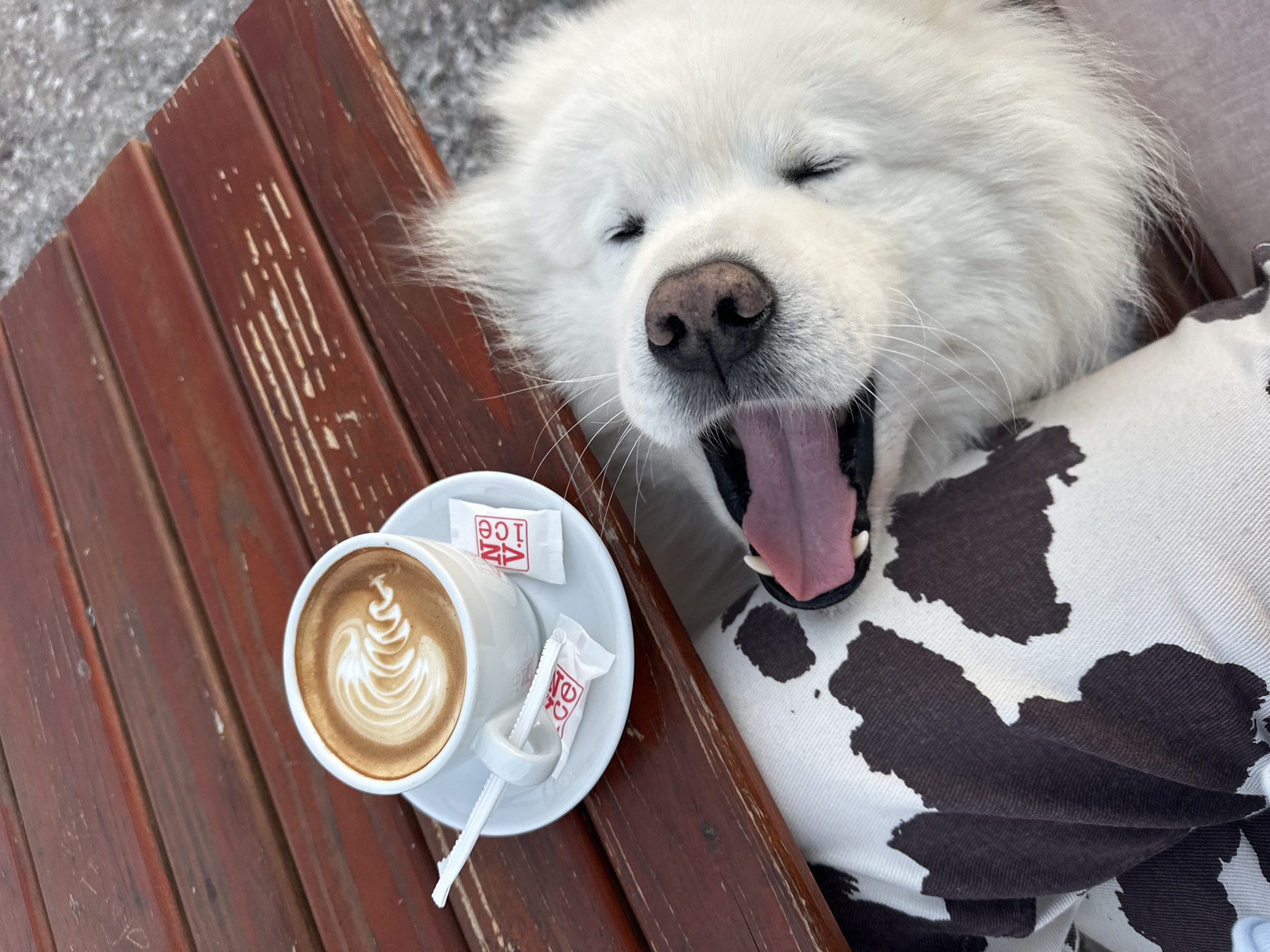 The scene depicts a white Samoyed dog yawning next to a cup of latte on a wooden bench. The dog's eyes are closed, and its tongue is visible. The latte art is detailed with a feathered pattern. Two packets of sugar, with the word "ICE" on them, are placed on the saucer. The dog appears to be resting on a cow-print patterned cushion. The location is Šušanj, Montenegro. The setting suggests an outdoor cafe or resting area.