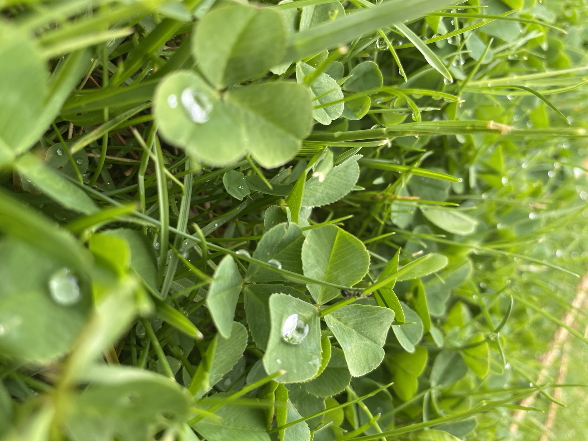 The image shows a close-up view of clovers and grass blades, many of which have dew drops on them. The location in the city of Прикамский, Russia is not known.