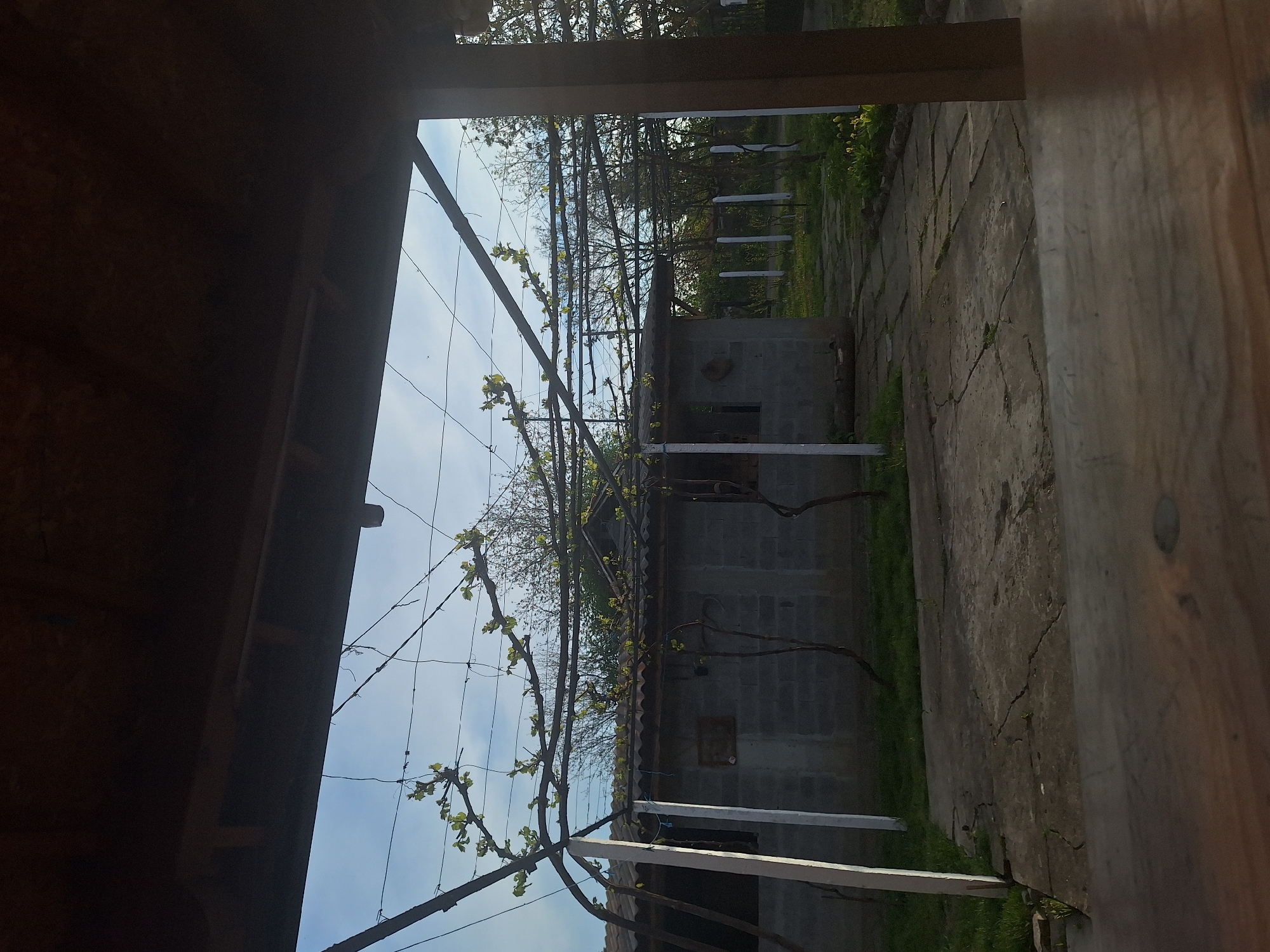 The image depicts a view from within a partially enclosed structure, possibly a porch or shed, overlooking a courtyard or garden in Loznitsa, Bulgaria. The perspective is partially obscured by the framing elements of the structure, which include wooden beams and siding.
In the middle ground, a low, rectangular building constructed of concrete blocks is visible. A grape vine, supported by a wire trellis system, runs above and alongside the building. The vine exhibits nascent leaves, indicating early spring or late winter. White, possibly painted, support posts are positioned along the side of the concrete structure.
The ground is covered with cracked concrete slabs or paving stones, and patches of green grass are visible in the crevices and edges. In the background, a bare tree branches out against a pale sky, suggesting the setting may be in the outskirts of the city or a more rural area within Loznitsa. The lighting suggests either early morning or late afternoon, with soft, diffused sunlight.