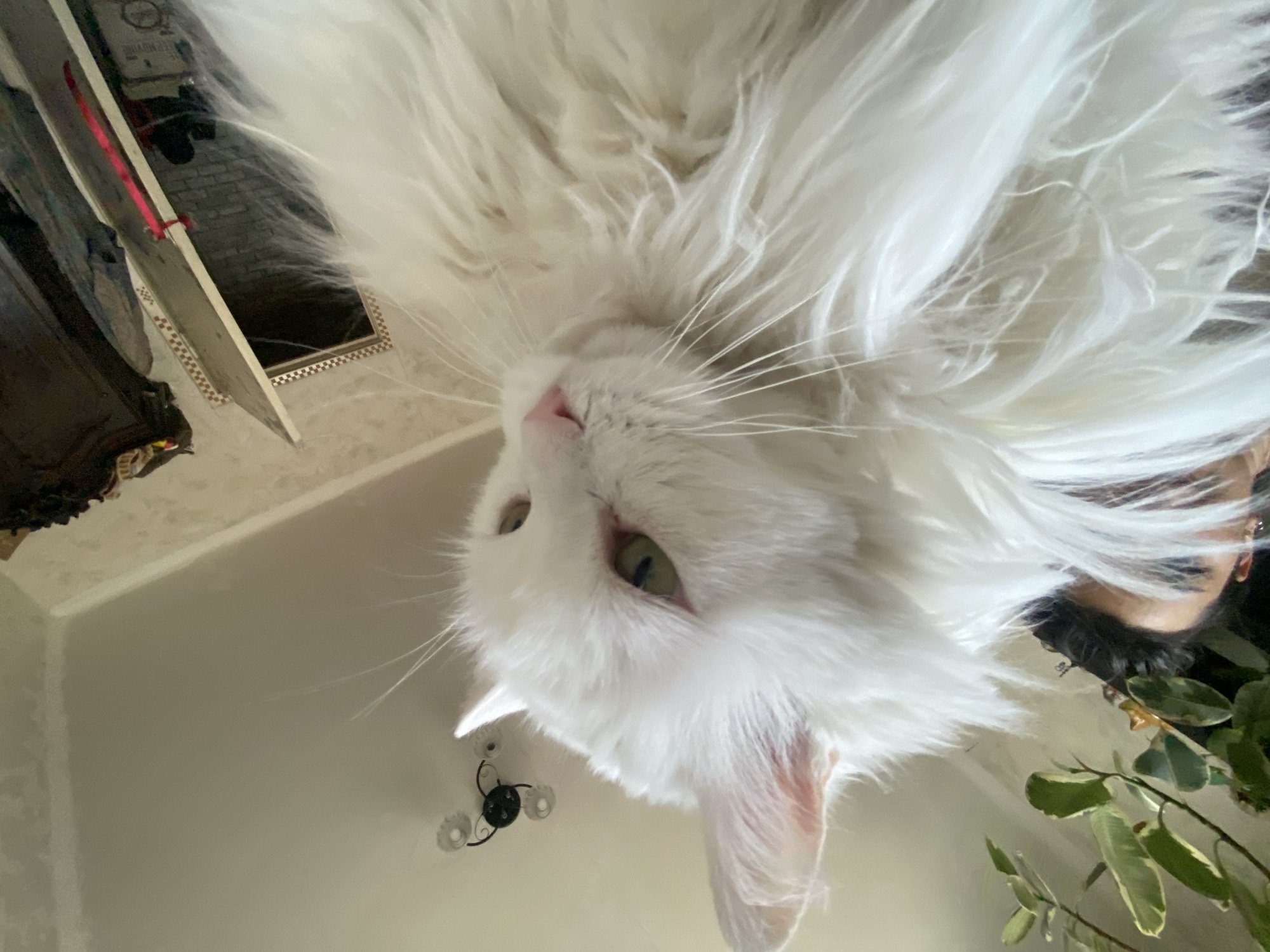 A photograph depicts a white cat in close proximity to the camera, positioned at an unusual angle, suggesting the camera is either placed on a surface or held low looking upwards. The cat's fluffy white fur is prominent, obscuring much of the background. Its face, turned towards the viewer, reveals a pink nose, whiskers, and green eyes. In the periphery of the frame, hints of the surrounding environment are visible. There is a plant with variegated leaves, and parts of furniture, including what appears to be a mirror. The lighting suggests an indoor setting. The location information (Khimki, Russia) cannot be confirmed from the image's visual data.