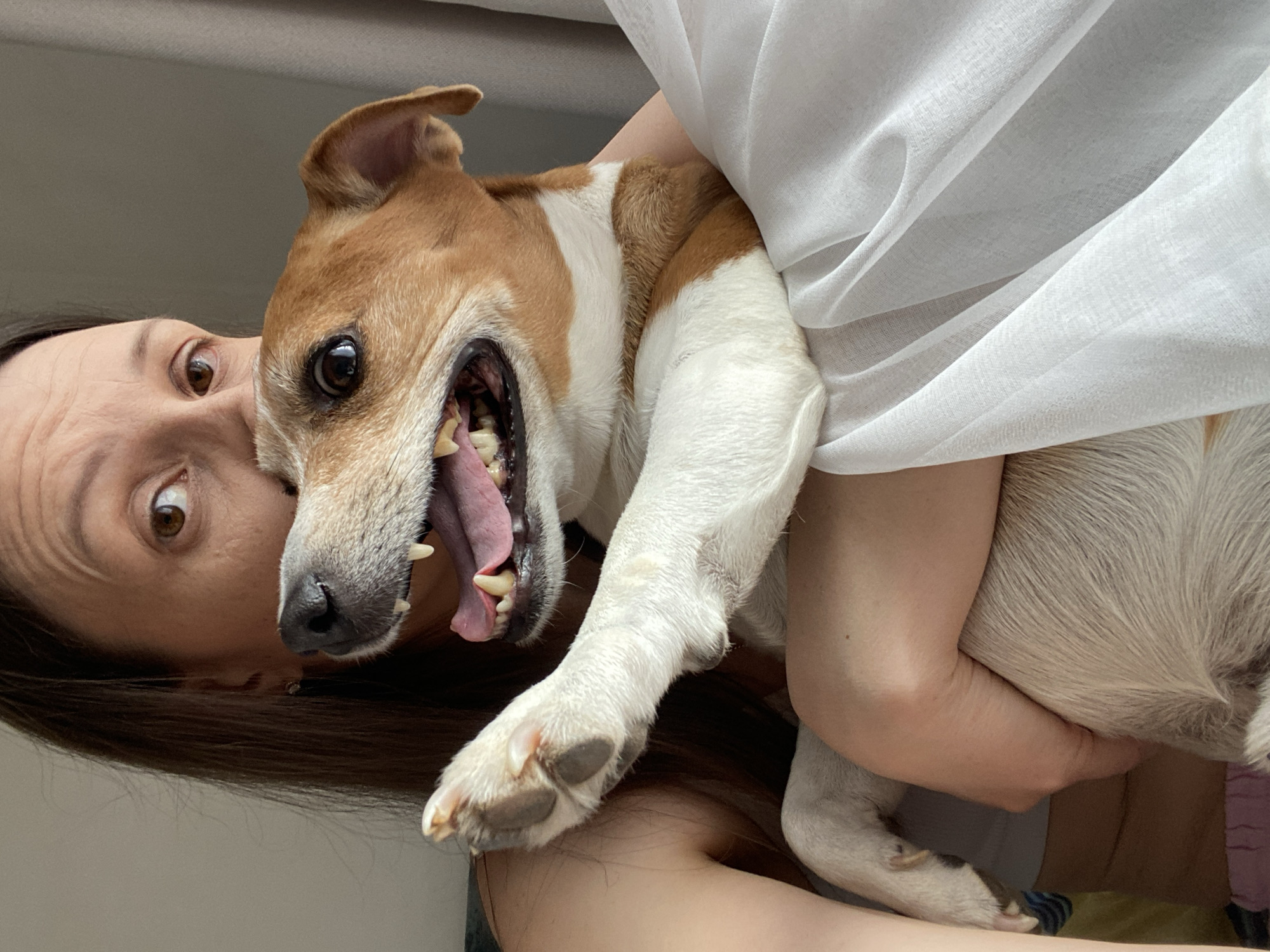 A close-up, indoor portrait depicts a partially visible female subject holding a white and brown Jack Russell Terrier type dog. The female's face, primarily her right eye and forehead, is visible above the dog's head; she has long brown hair and brown eyes. The dog is positioned with its body partially obscured by the female and a white, sheer fabric, which drapes over her arm. Its mouth is open wide, revealing visible teeth and an extended pink tongue. The dog's left front paw is raised, showcasing its white fur and dark paw pads. The background consists of a plain light-colored wall on the left and a grey curtain on the right, indicating an interior setting. The specific location within Chaikovsky, Russia, cannot be further ascertained from this visual evidence.