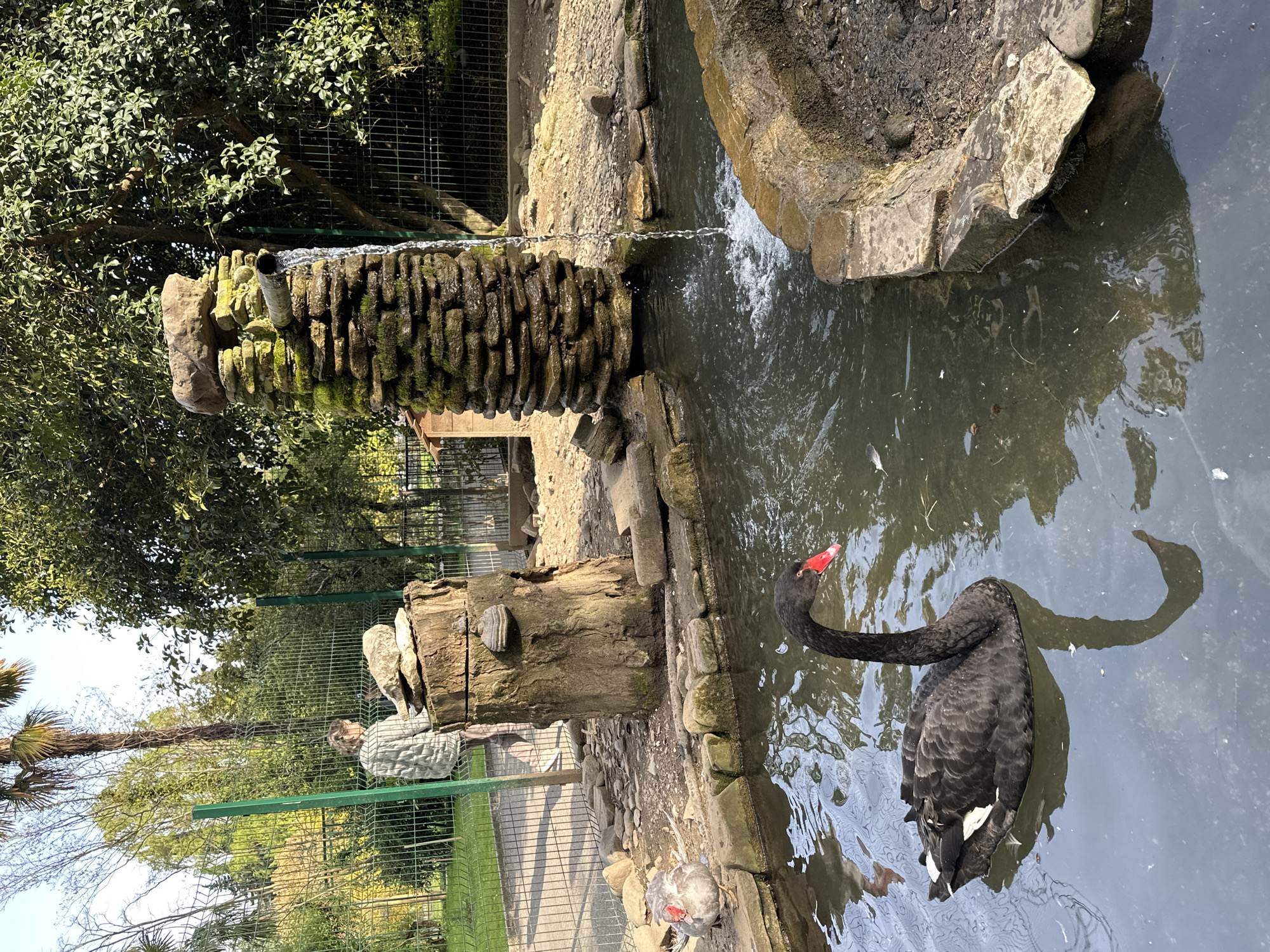 The image displays an outdoor scene, likely within a park or animal enclosure, featuring a pond with a black swan and a water fountain. The main subject is a black swan with a striking red beak, gracefully swimming in the pond, its reflection clearly visible in the murky water.
To the left of the pond, a stone fountain structure, appearing weathered and partly covered in moss, continuously pours water from a pipe into the pond. Adjacent to the fountain is a large, weathered tree stump. Near the water's edge, a second, smaller bird with grey feathers can be seen.
In the background, a person wearing a light-colored, possibly plaid or striped, top is partially visible behind a green metal fence, standing near another, older chain-link fence. Lush green trees and foliage form a dense backdrop, suggesting a natural or well-landscaped environment. The ground surrounding the pond consists of dirt and small pebbles.
The scene is brightly lit by natural sunlight, indicating daytime. The water in the pond appears slightly turbid with some floating debris, possibly feathers. The overall impression is one of a peaceful, enclosed natural habitat for the birds, with human presence suggested by the fence and the partially visible person. No visible text is present in the image. The location is contextualized as Sochi, Russia.
