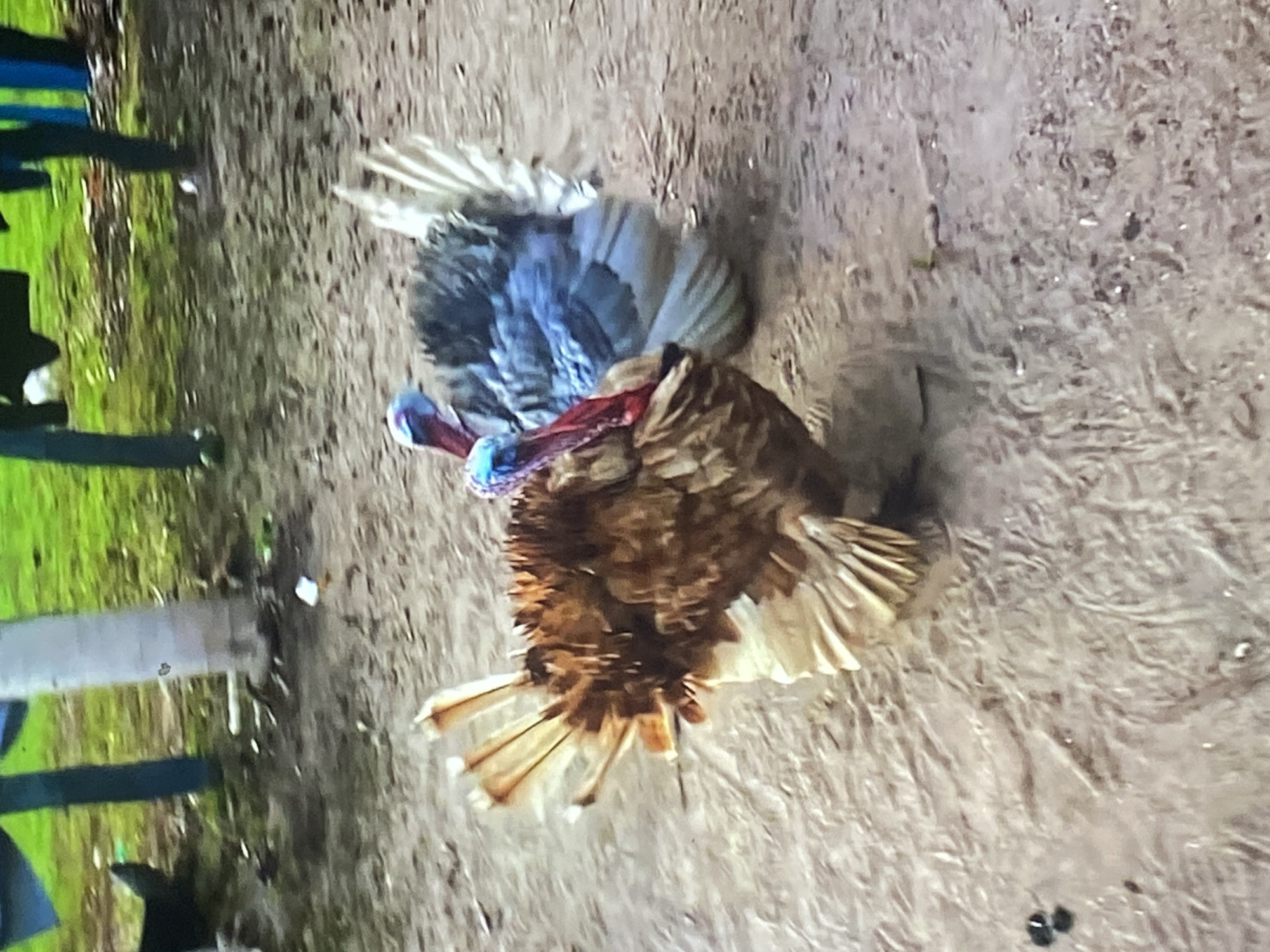 This image, captured in Tinaquillo, Venezuela, depicts two turkeys standing on a textured dirt surface. In the foreground and slightly left of center, a turkey with predominantly brown and auburn body plumage is visible. Its tail feathers are partially fanned, displaying lighter brown and cream tones. The head and neck of this bird exhibit distinct red and blue coloration. Positioned behind and to the right of the first turkey, a second turkey has blue-gray body feathers and lighter, fanned tail feathers, also featuring red and blue on its head. The ground beneath the turkeys is uneven dirt, with scattered small dark specks. In the background, green grass is visible, interspersed with several dark blue-green vertical poles and a light-colored tree trunk. A small white piece of debris is located on the ground near the base of the tree trunk. The scene is outdoors, indicating a natural or semi-natural environment.