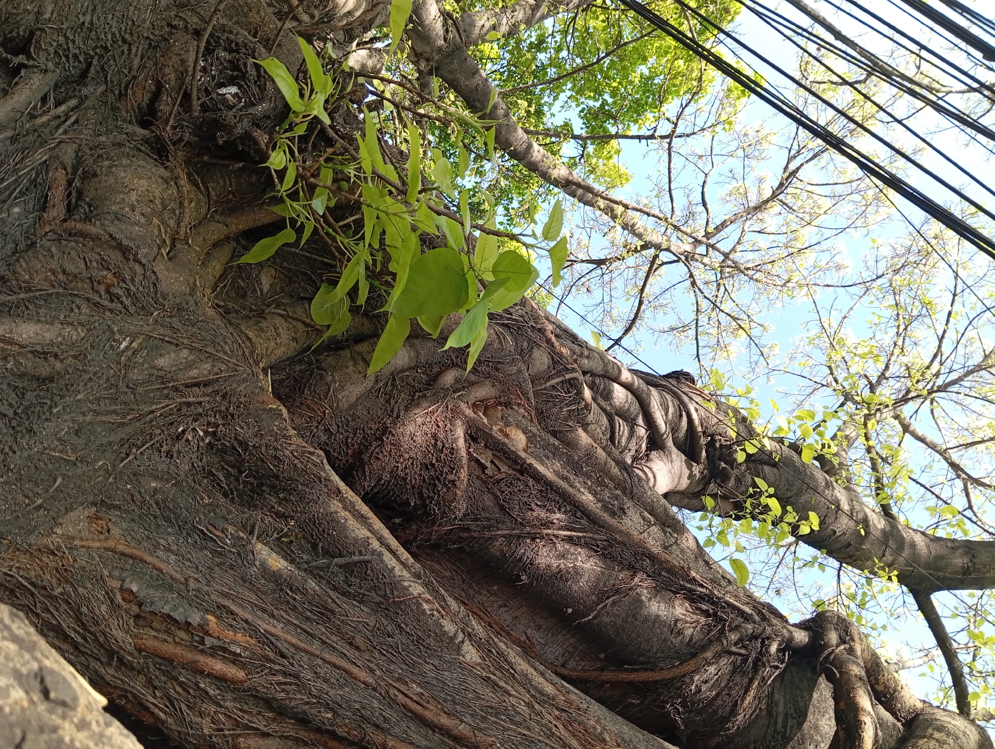 A low-angle, close-up shot captures the gnarled, exposed roots and thick, textured bark of a large tree in Kepulungan, Indonesia. The trunk and massive roots twist and overlap, forming a complex, organic structure. Sunlight filters through the branches, highlighting the rough surfaces of the bark and the delicate new green leaves emerging from the tree. In the upper left corner, dark electrical wires are visible against a pale blue sky, indicating an urban or semi-urban setting. The background is filled with the branches and leaves of the same tree and other surrounding trees, creating a dense canopy. The overall impression is one of natural strength and resilience, with the presence of human infrastructure (wires) suggesting a coexistence of nature and civilization.