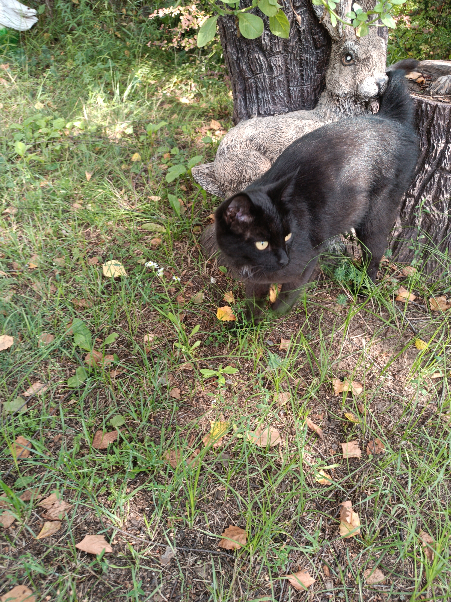 In Bykovo, Russia, a black cat with yellow eyes stands on a patch of grass next to a tree stump. The cat is looking to its left, its tail curved upwards. Behind the cat, a grey, rabbit-shaped statue is visible, leaning against the tree. The ground is covered with green grass and fallen brown leaves, with some sunlight dappling through the trees.