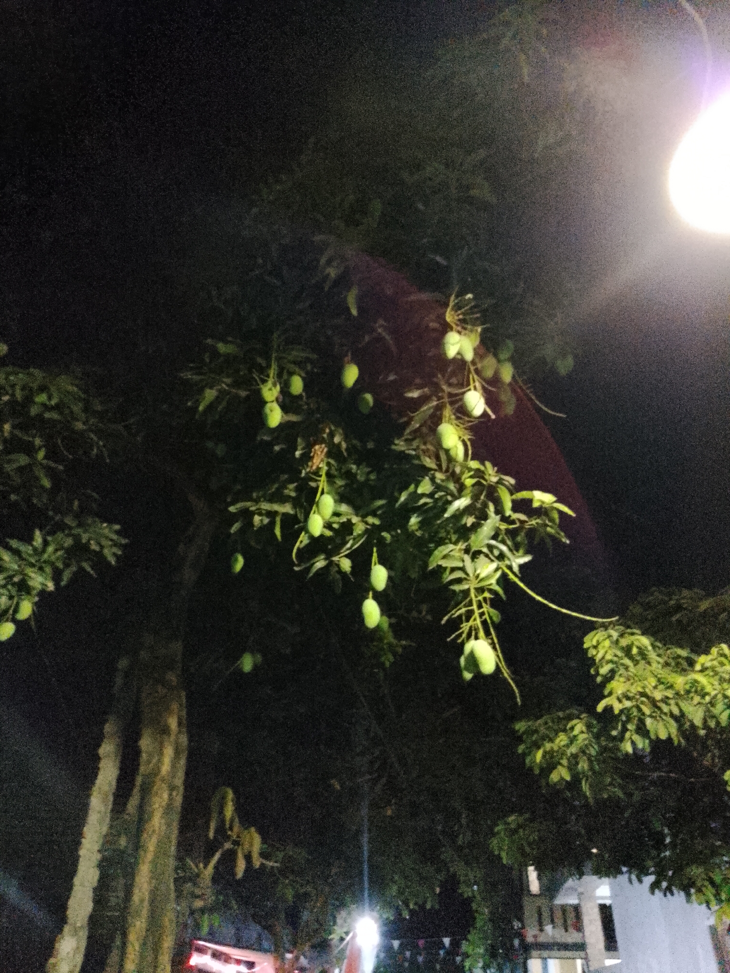 The image shows a mango tree laden with green mangoes at night, illuminated by a street lamp on the right side of the frame. The tree is in what appears to be a residential or public area in Pasuruan, Indonesia, with a building visible in the background. The lighting suggests it is nighttime. There are no people visible in the image. The scene is a close-up of the mango tree, with the fruits and foliage being the main focus. The background is dark, with the building and street lamp providing the only significant sources of light besides the ambient light from the fruits.
