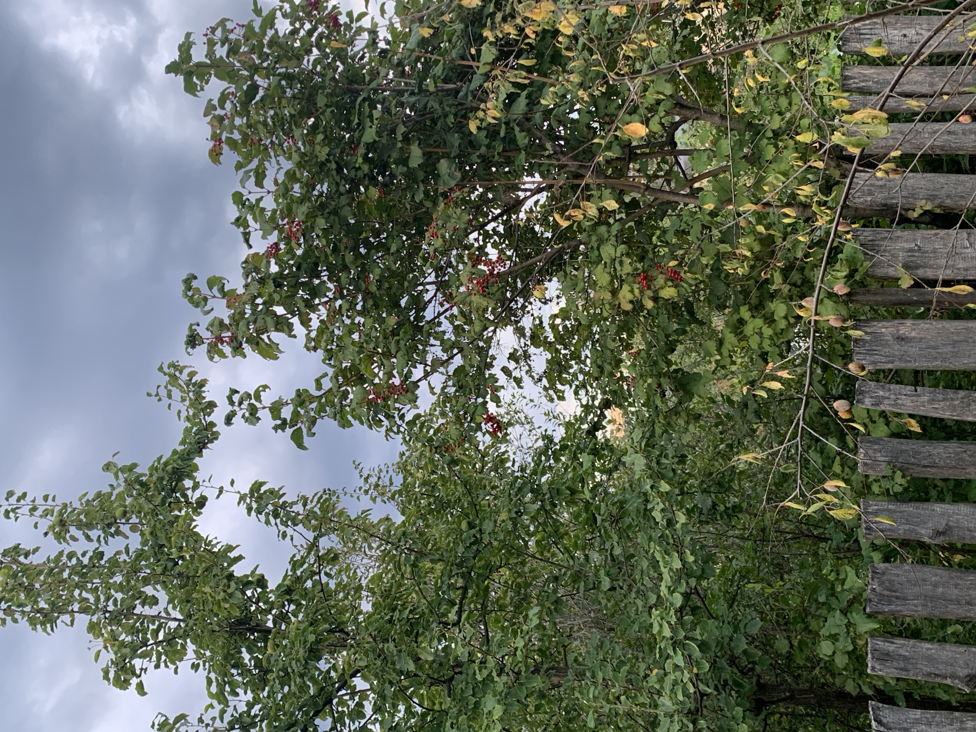 The image depicts an outdoor scene in the city of Asha, Russia, featuring a rustic wooden fence in the foreground and lush green foliage with some red berries in the background, set against a cloudy sky. The fence is constructed from roughly cut, vertical wooden posts, showing signs of weathering and age. Behind the fence, trees and bushes dominate the view. One tree on the right side of the frame has clusters of small, red berries. The leaves on the trees are predominantly green, with some showing a yellowing hue, suggesting a transition into autumn. The sky is overcast with visible clouds, casting a muted light on the scene. There are no people or animals visible in the frame. The overall impression is one of a natural, rural setting.
