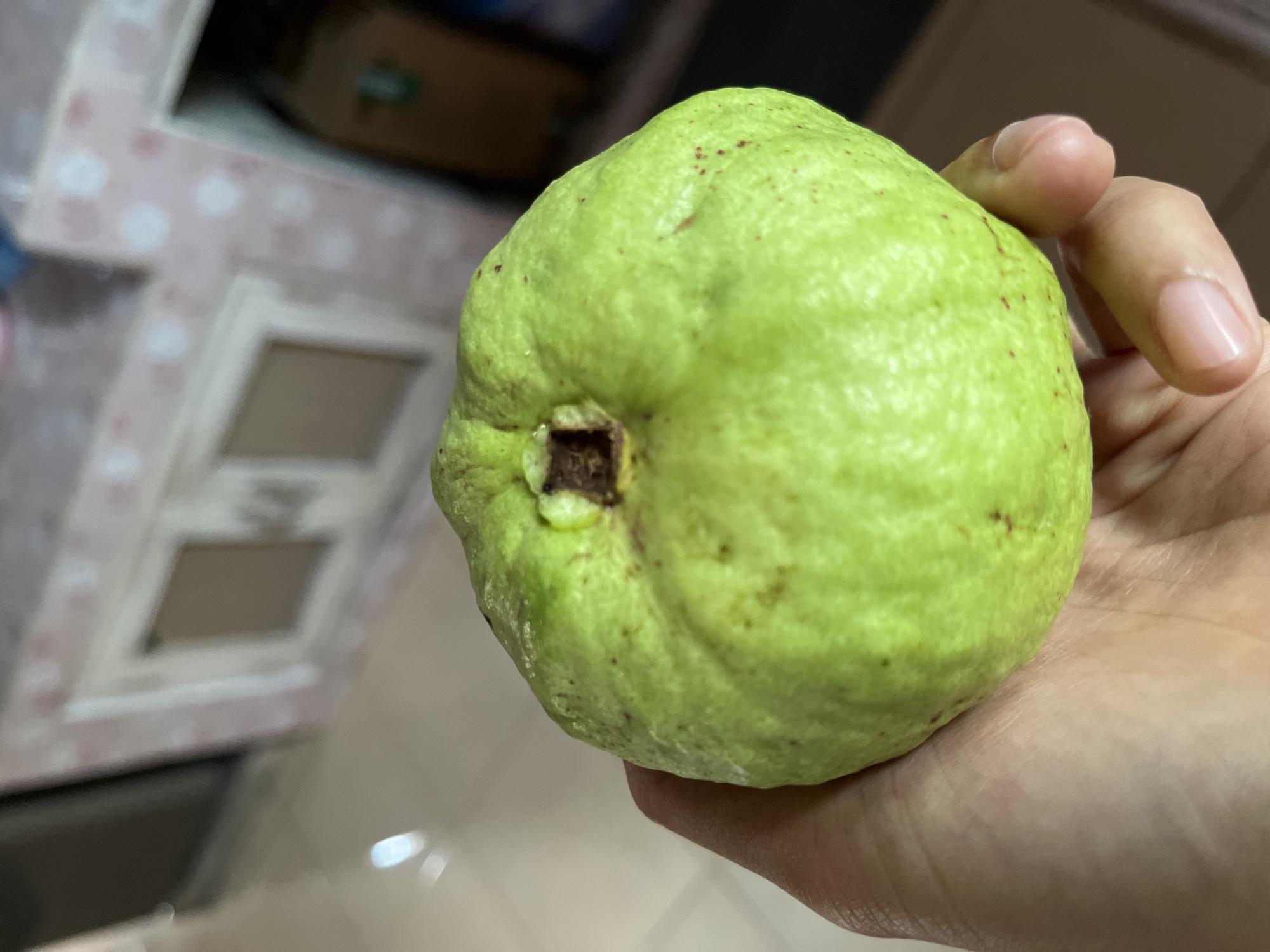 A close-up shot shows a person's hand holding a green guava. The guava is round with a slightly bumpy texture and has small reddish-brown spots scattered across its surface. The stem end of the guava has a square-shaped indentation. The background is out of focus, but appears to be an indoor setting, possibly a kitchen, with cabinets and a countertop visible. There is no discernible location in the city of Kemangguhan, Indonesia.