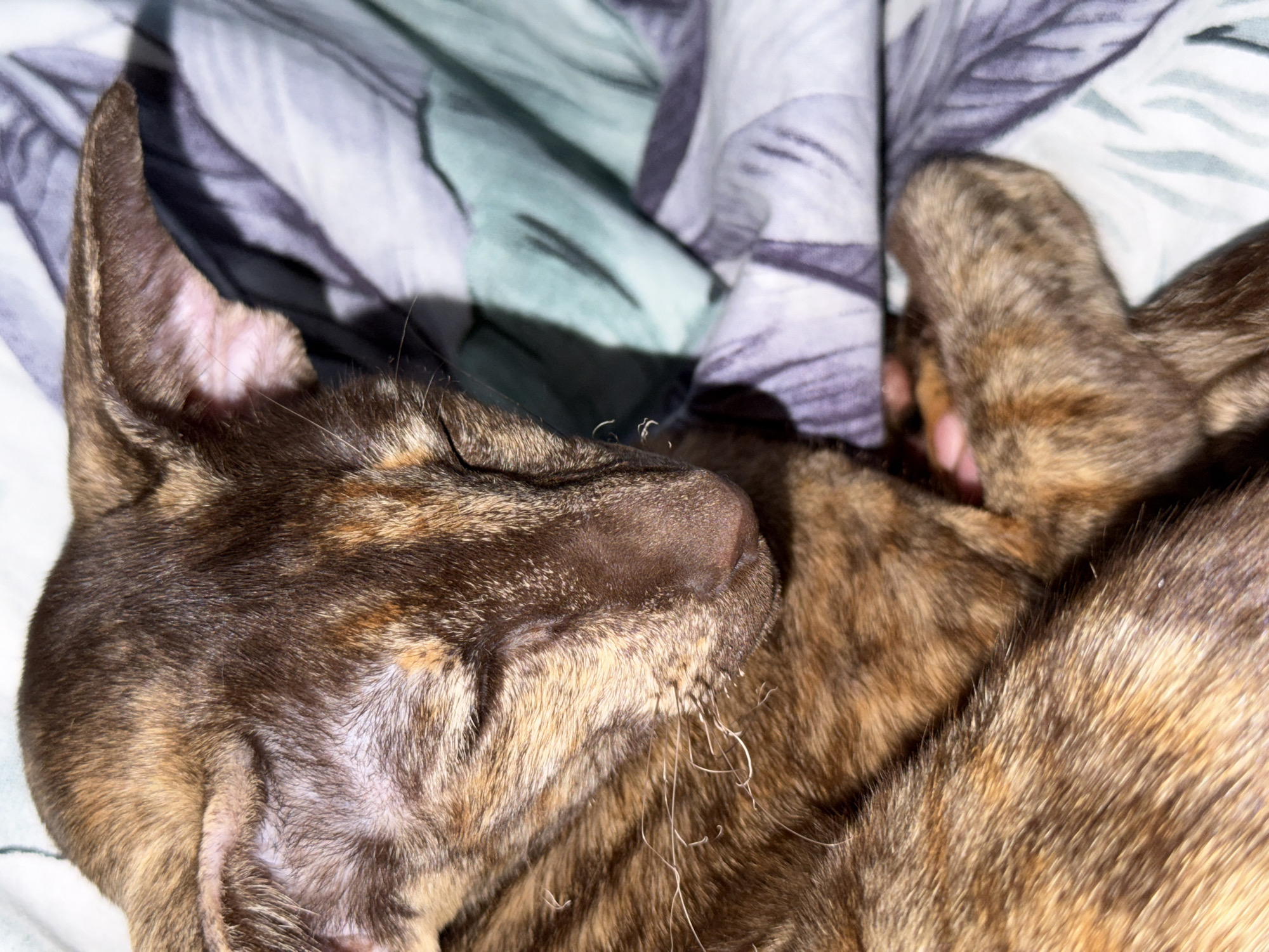 A close-up image captures a cat peacefully sleeping or resting, curled up on a patterned bed. The cat has a distinctive tortoiseshell or brindle-like coat, displaying a mix of dark brown, reddish-brown, and lighter tan or golden stripes and patches across its fur. Its eyes are closed, and its dark brown nose is visible. Prominent, light-colored whiskers extend from its muzzle, some appearing slightly curled. The inside of its upright ear is pale pink with fine, sparse fur.
The cat is positioned on soft bedding, which features an abstract or subtly floral pattern in varying shades of green, purple, and gray. The fabric appears to be ruffled, suggesting comfort. Strong, possibly artificial, lighting illuminates the scene, creating distinct shadows on the bedding and highlighting the texture of the cat's fur. The overall atmosphere conveyed is one of tranquility and comfort.
No specific time of day or weather conditions are discernible from this indoor setting. There is no visible text within the image. The location context provided for this media file is Chaikovsky, Russia.
