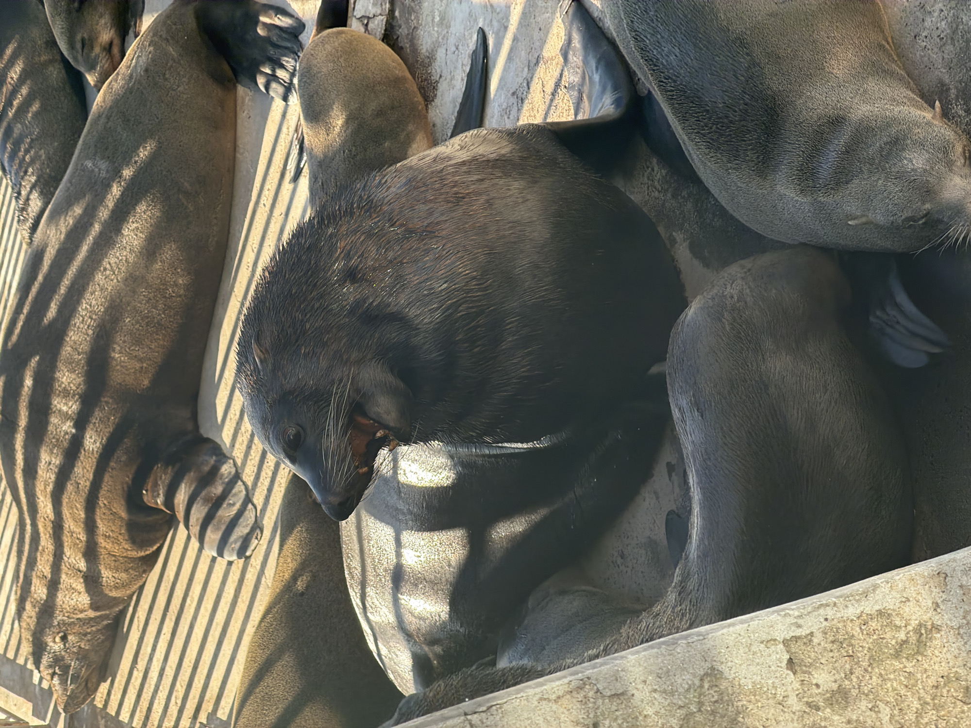 This close-up, high-angle shot captures a crowded group of Cape Fur Seals basking on a concrete or rocky surface, likely part of a coastal haul-out area or a man-made structure in Cape Town, South Africa.
In the center of the frame, a large, dark-furred seal is seen with its mouth wide open, revealing its teeth and tongue, suggesting it is mid-yawn or vocalizing. Its fur appears wet and sleek. Surrounding it are several other seals, tightly packed together, their bodies overlapping. Many are resting or sleeping, with their lighter brown or grey fur contrasting with the darker central figure. Their large, webbed flippers are visible on some of the seals.
Strong, elongated shadows from a fence or railing are cast across the seals and the ground, indicating direct sunlight from a low angle, suggesting either early morning or late afternoon. The lighting creates a striped pattern on some of the seals' bodies and the concrete, highlighting their textures. The scene appears calm and sunny. There is no visible text in the image.