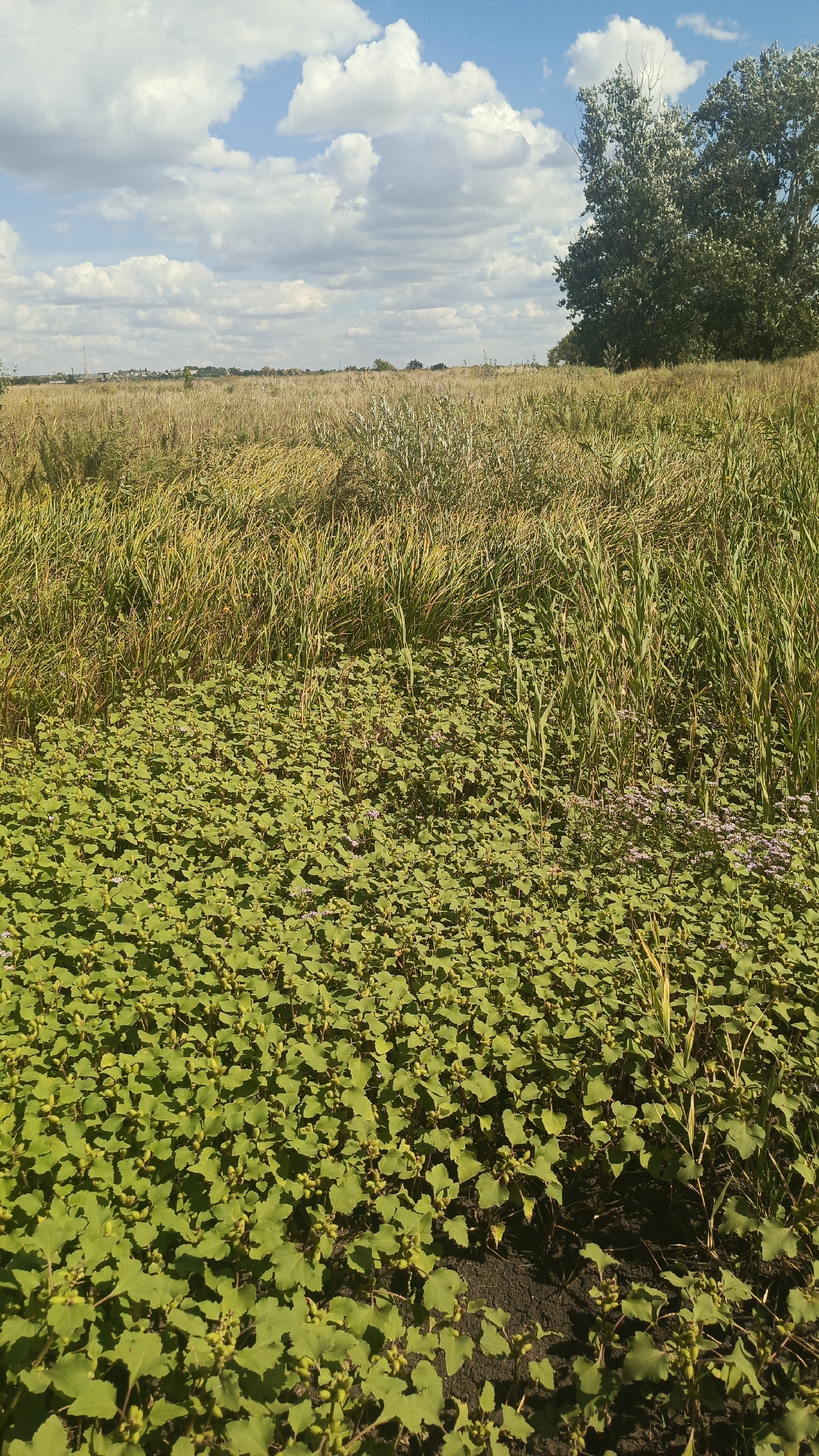 The image depicts an open field under a partially cloudy sky. In the foreground, a dense carpet of low-lying green plants with broad leaves covers the ground, interspersed with some smaller, pale pink flowers and small green seed pods. Behind this, a tall, dry grass field stretches into the distance, with some taller, green reeds or stalks visible. To the far right, a large tree with dense green foliage stands on a slight rise. The horizon is lined with distant vegetation and structures, including what appears to be a tower or antenna. The overall scene suggests a natural, possibly rural or undeveloped area within or on the outskirts of Oktyabr'skii Gorodok, Russia, during daylight hours. No people or animals are visible.