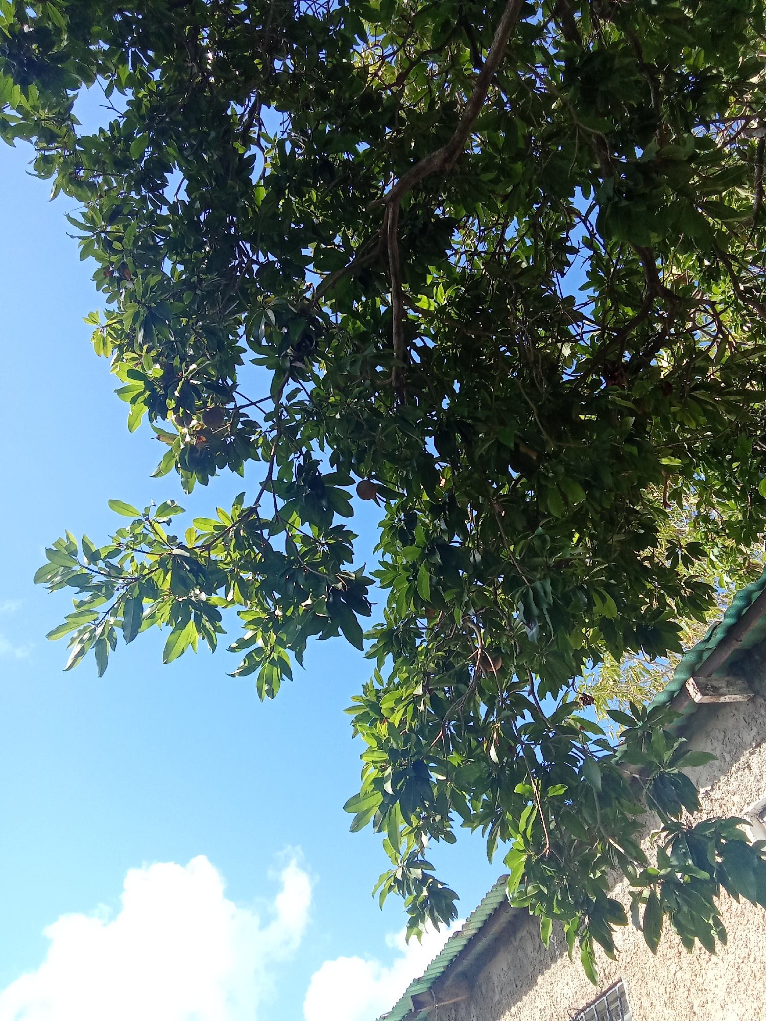 The image shows a view looking up into a tree with green leaves against a blue sky with some clouds. Part of a building with a green roof is visible in the lower right corner. Brown, round fruit are visible among the leaves. The image was taken in Juan Griego, Venezuela.