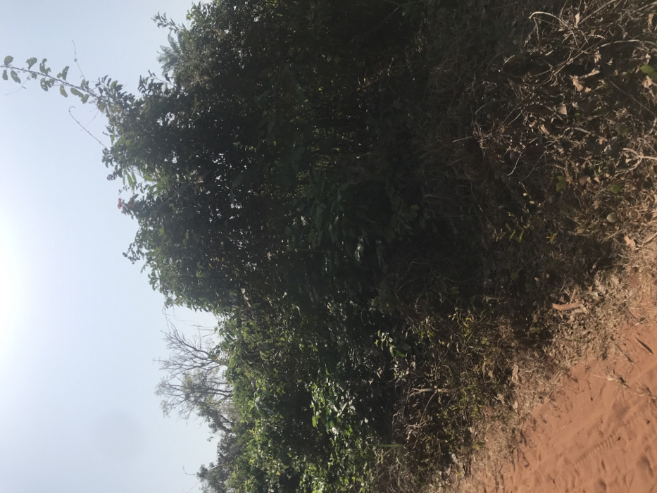 This image depicts a sunlit outdoor scene in Ogodo, Nigeria, characterized by dense vegetation and a dirt track. In the foreground, a reddish-brown dirt path with visible imprints runs diagonally from the lower left, bordered on the right by a strip of dry grass, fallen leaves, and small branches. The midground and background are dominated by a thick wall of lush green foliage, composed of numerous bushes, shrubs, and trees of varying heights and densities. A few clusters of reddish flowers are visible atop the foliage towards the upper right. Towards the upper left, skeletal branches of a taller, seemingly deciduous or dead tree are visible above the main canopy. The sky, occupying the upper portion of the image, is a bright, clear, light blue, suggesting a sunny day. No human figures or man-made structures are present within the frame.