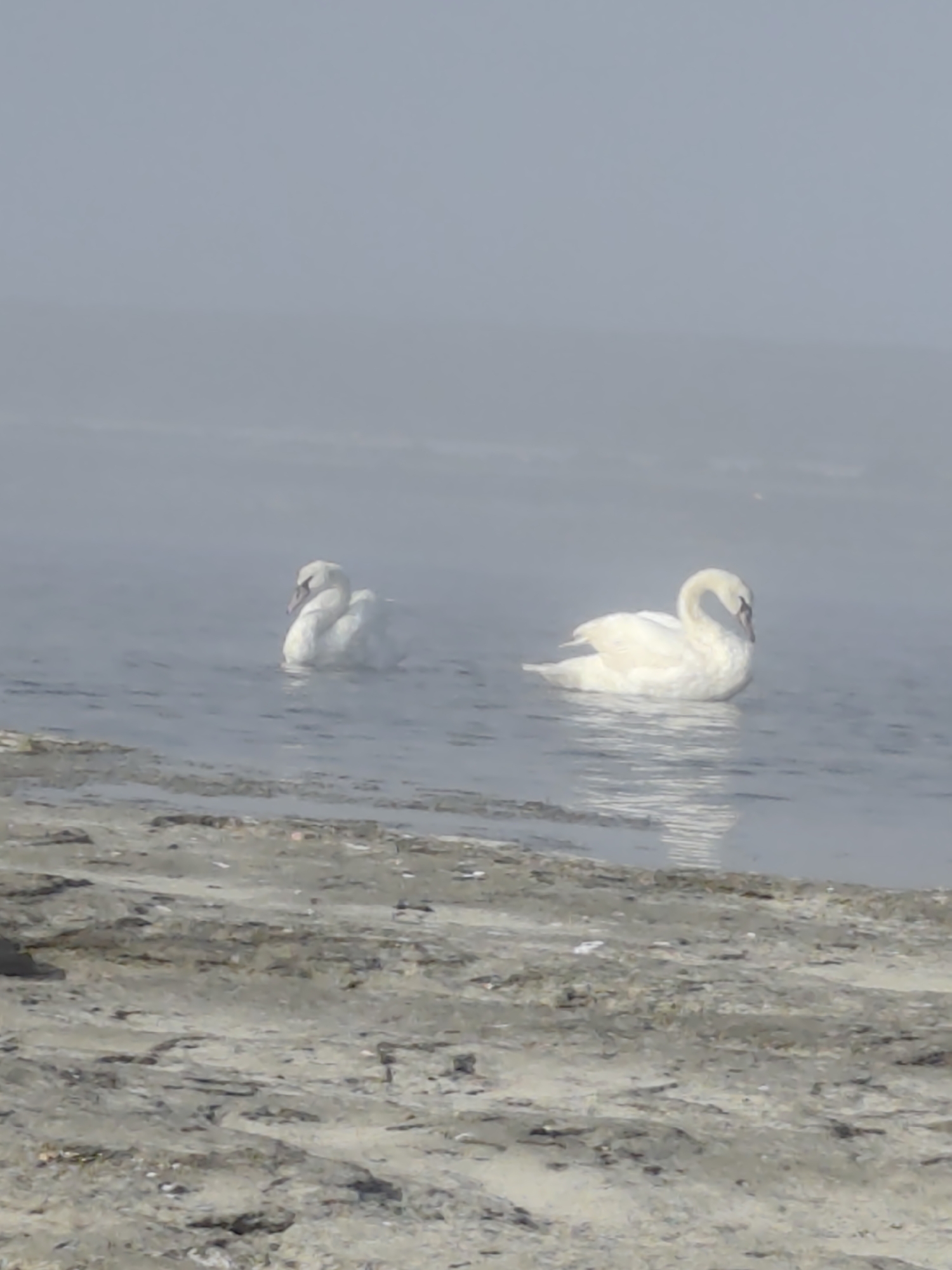 The image shows two white swans swimming in a body of water. The swans are in the middle ground of the image, with the foreground showing a sandy or rocky shore. The background is obscured by fog or mist, creating a hazy atmosphere. One swan is closer to the camera on the left, and the other is to its right and slightly further away. Both swans are facing towards the right side of the frame. The water is calm, with some ripples visible. The overall lighting suggests it is daytime, but the fog diffuses the light. The scene appears to be a natural environment, possibly a lake or riverbank. There are no identifiable people or structures in the image.