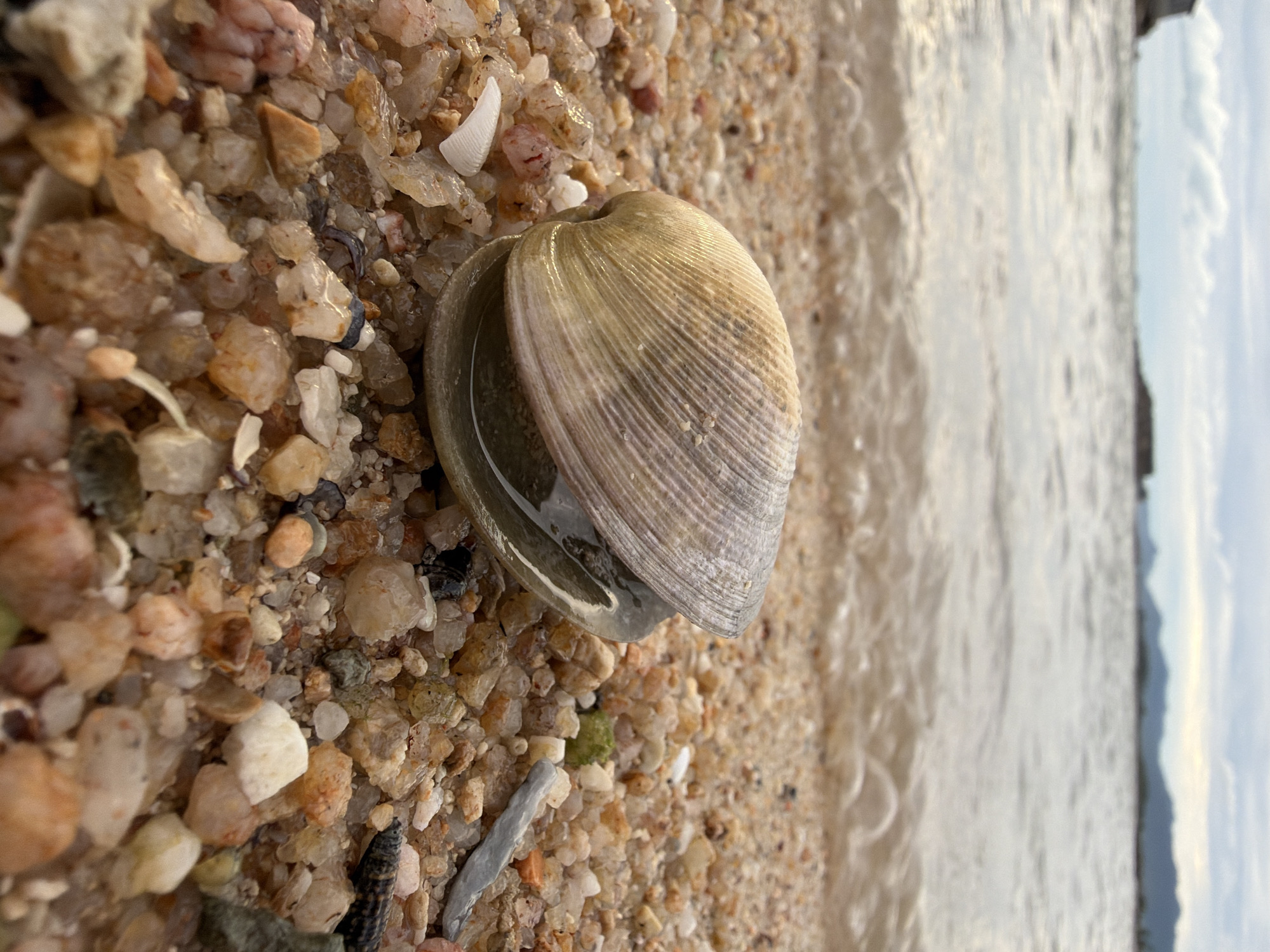 A close-up, eye-level shot focuses on a single open clam shell resting on a sandy beach. The shell is pale beige with faint concentric lines, and its interior holds a small amount of water. The surrounding sand is a mix of fine grains and larger, colorful pebbles in shades of pink, orange, clear, and brown. A few tiny broken shell fragments are scattered amongst the pebbles. In the background, gentle waves lap at the shore, with the ocean extending towards a hazy horizon. Distant landmasses, likely islands or a coastline, are visible as dark, blurred shapes against a cloudy, overcast sky. The scene suggests a natural, coastal environment, potentially on a beach in Ko Samui District, Thailand, given the characteristic landscape and water. There are no people or animals in the frame.