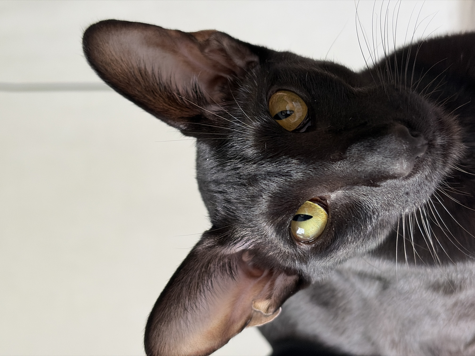 A close-up, head-and-shoulders shot of a black Oriental Shorthair cat focuses on its head. The cat has large, prominent ears and striking yellow-green eyes. Its sleek, black fur is visible, and its long white whiskers fan out from its muzzle. The background is a plain, off-white wall, suggesting an indoor environment. There is no indication of the cat's location in Chaikovsky, Russia, or any other city.