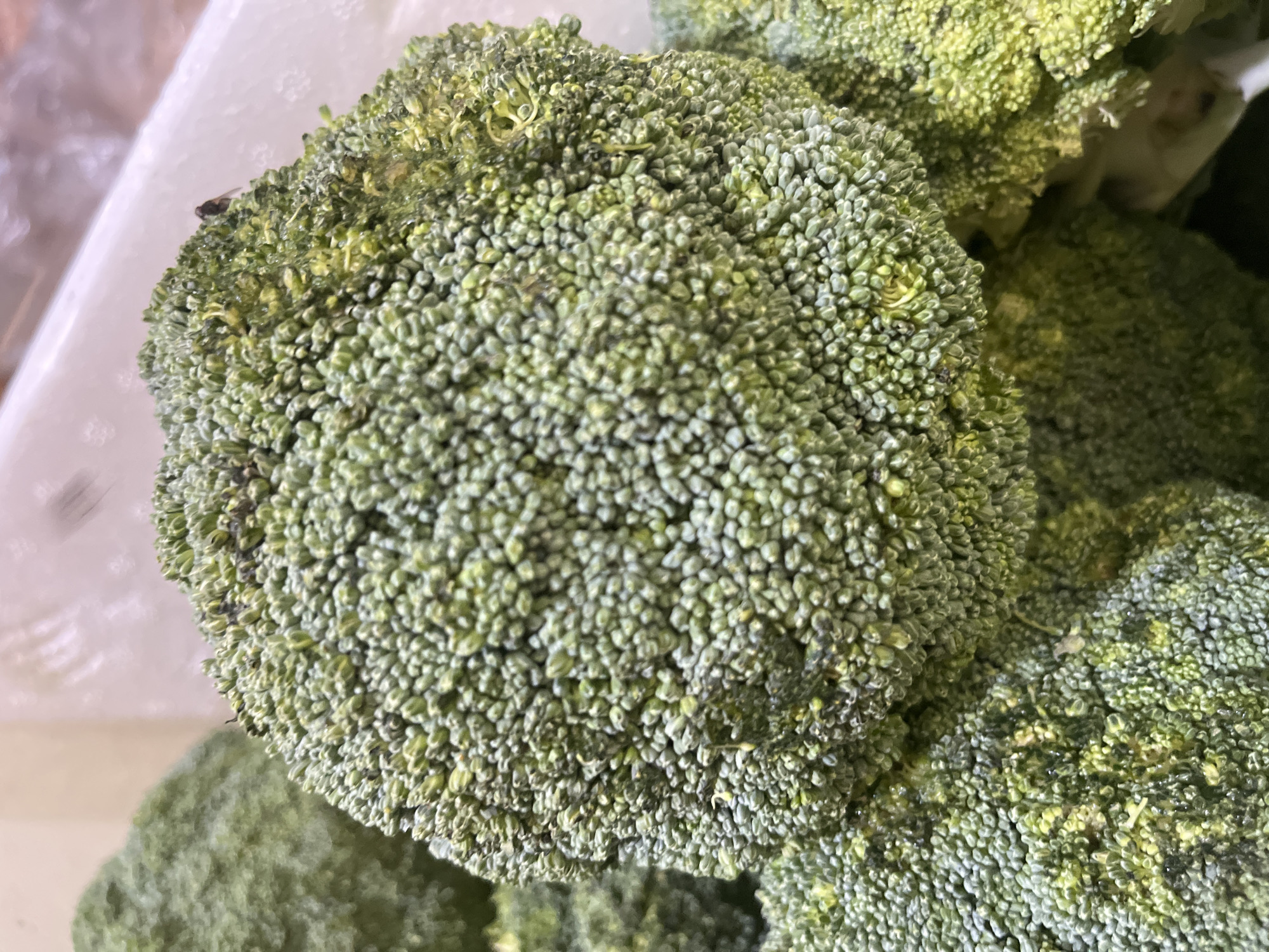A close-up, slightly blurry shot shows a head of broccoli, focusing on its textured florets. A small dark insect, likely a fly, is perched on the top of the broccoli head. The background is out of focus, showing hints of other broccoli heads and a white surface. The scene appears to be in a market or grocery store setting.