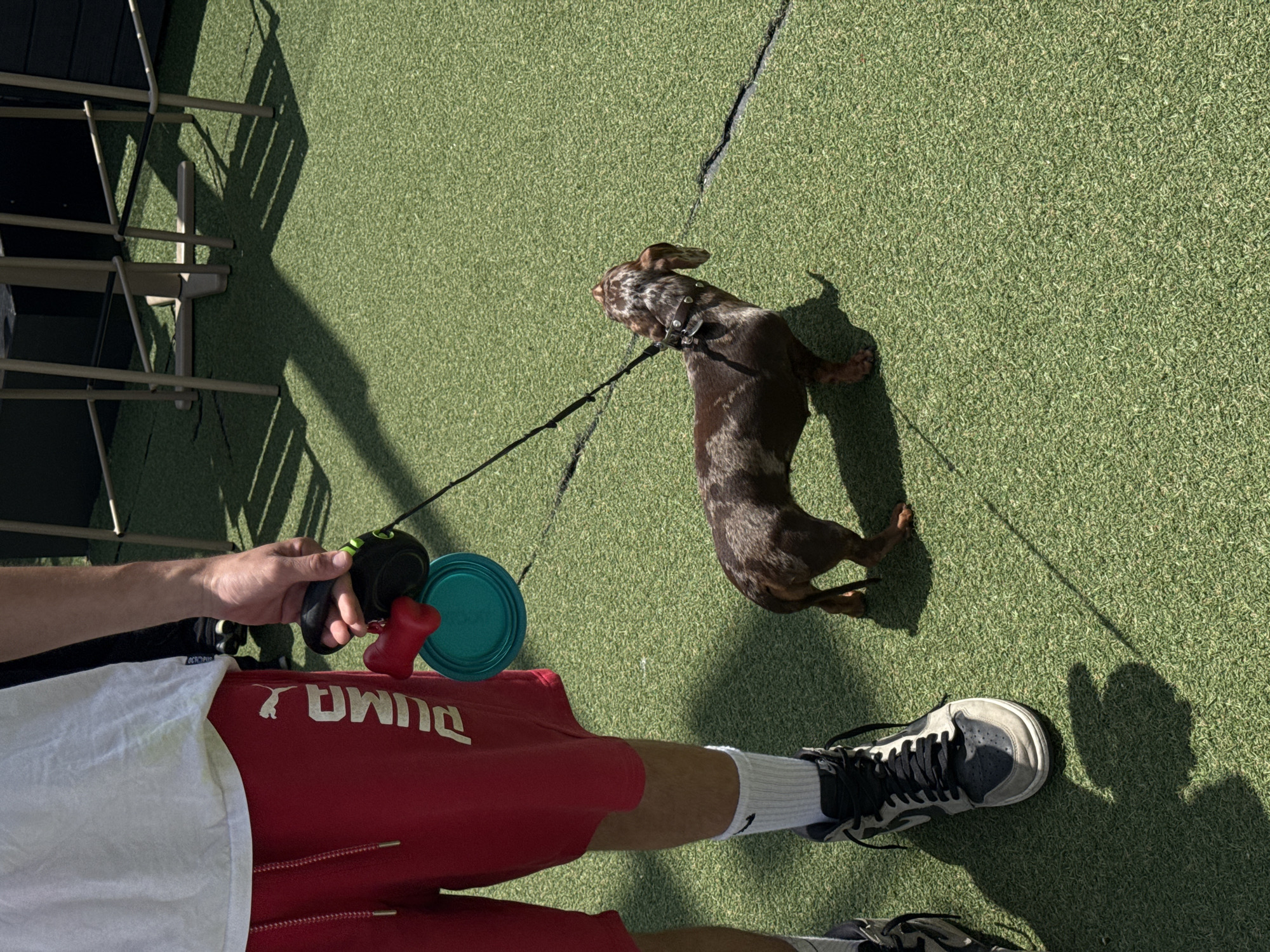 A person is partially visible, from the waist down and including a right arm and hand, standing on green artificial turf. They are wearing a white t-shirt, red shorts with "PUMA" branding vertically on the left leg, white athletic socks, and grey and black high-top Nike Jordan sneakers. The person's right hand holds a black retractable dog leash, to which a red bone-shaped object and a blue collapsible dog bowl are attached. A small, short-legged dapple-patterned brown dog, consistent with a dachshund, is on the leash and standing on the turf, looking upwards. The dog wears a dark collar with metallic details. Strong shadows are cast across the turf by the person, the dog, and several light-colored metal outdoor stools or table legs, indicating bright overhead sunlight. A dark linear seam is present on the turf in the mid-ground. There are no visual elements within the image to confirm the location as Milan, Italy.