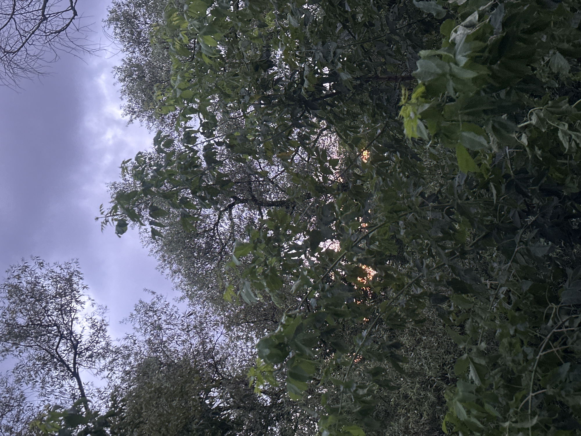 The image shows a view looking upwards through dense foliage towards a twilight sky. The sky is overcast with shades of purple and grey, suggesting either dusk or dawn. The trees are lush and green, with a variety of leaf shapes and sizes visible. Some branches are bare and silhouetted against the sky. There are faint glimmers of light visible through the leaves, possibly from a setting or rising sun, or artificial lights. The scene appears to be in a natural or park-like setting within the city of Perm, Russia, likely an area with significant tree cover such as a forest park or a residential area with mature trees. There are no people or animals visible in the image, and no man-made structures are clearly discernible. The overall mood is calm and somewhat atmospheric due to the low light conditions.
