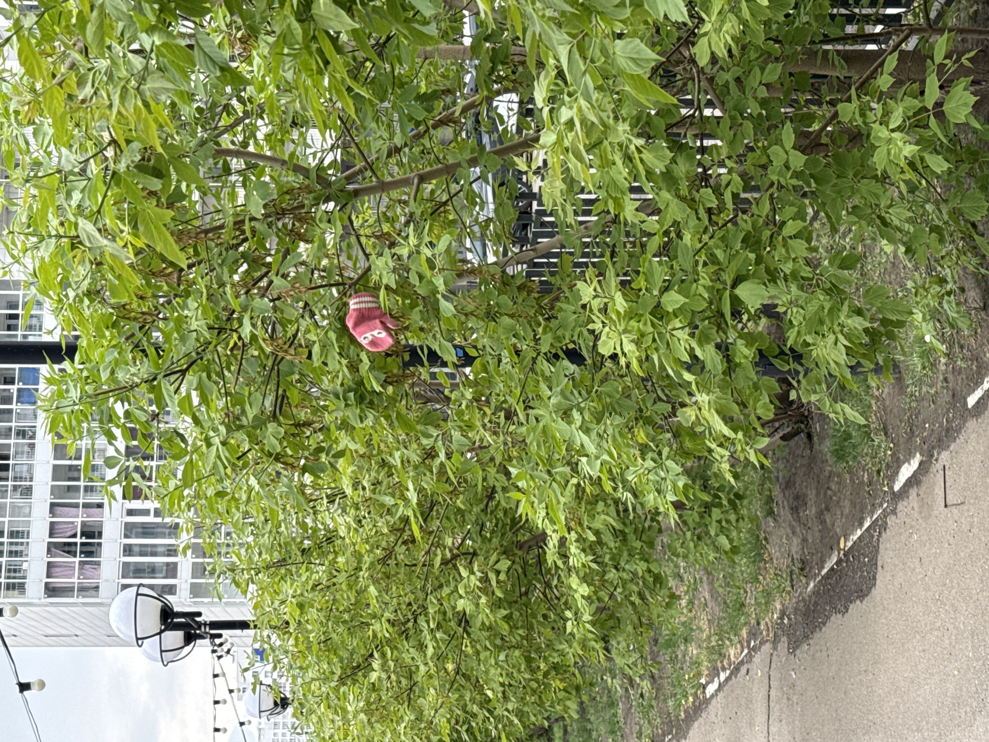 A pink sock with white stripes and two cartoon eyes is caught in the branches of a tree. The tree is located along a sidewalk next to a street. There is a modern building with many windows in the background. A black lamppost with spherical lights is visible in the lower-left. Given the modern architecture and vegetation, the location is likely in a city, possibly Krasnoyarsk, Russia.
