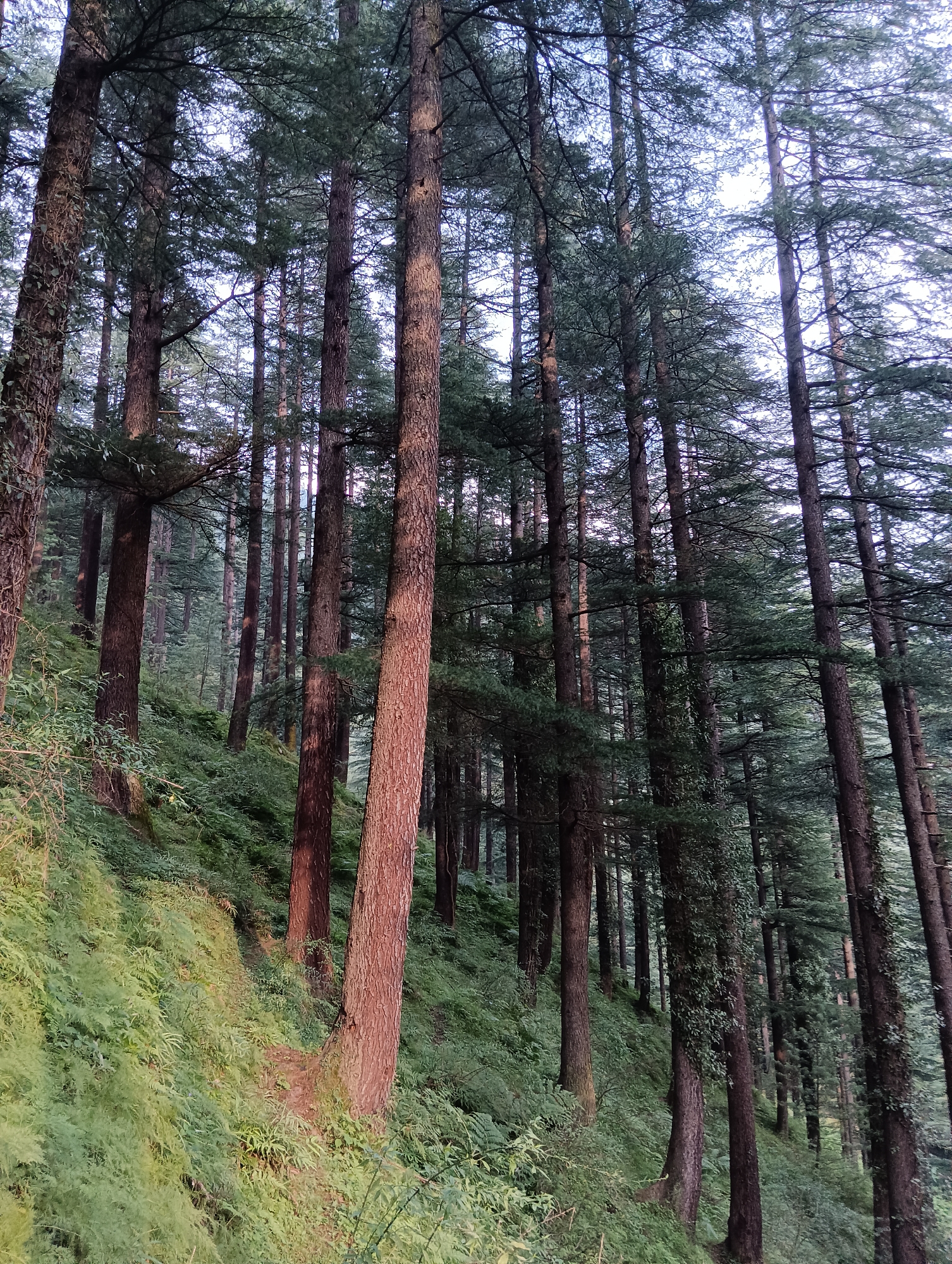The image captures a dense forest with tall, slender pine trees dominating the scene. The trees are closely packed, forming a canopy that allows dappled light to filter through. The ground is covered with lush green ferns and other undergrowth, suggesting a humid environment. The forest floor slopes upwards from left to right, creating a natural terraced effect. The lighting is subdued, indicating it might be early morning or late evening, or a heavily overcast day. The image appears to be a landscape photograph taken in a natural setting, likely in the region of Chhyal, India, given its dense forest cover. No people or animals are visible in the frame.