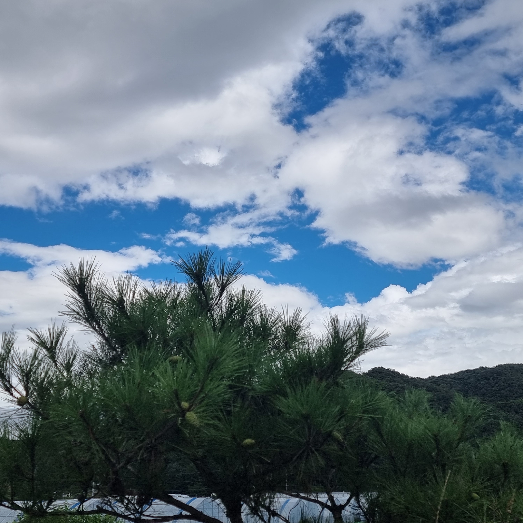In Dunnae-myeon, South Korea, a low-angle outdoor shot captures a partial view of a dark green pine tree in the foreground, its needles prominent and some small, light green pinecones visible. Behind the tree, a blue sky with scattered white and grey clouds dominates the upper portion of the frame. In the distance, a dark, forested mountain range forms the horizon line. At the bottom of the image, the tops of several white, greenhouse-like structures are visible. The lighting suggests it is daytime.