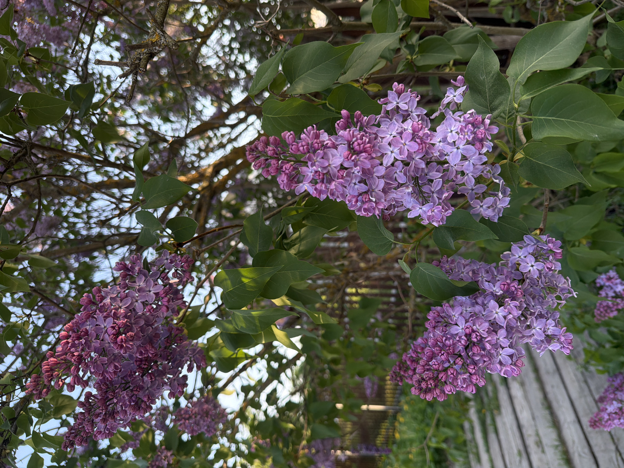 The image shows lilac blossoms and green leaves against a partially visible sky and blurred background. The lilacs are predominantly purple and lavender, with some clusters appearing denser and darker in color. The leaves are broad and green, showing signs of sunlight. A few branches are visible, while the background is out of focus, suggesting an outdoor setting. There is no evidence of people, city, or location details.
