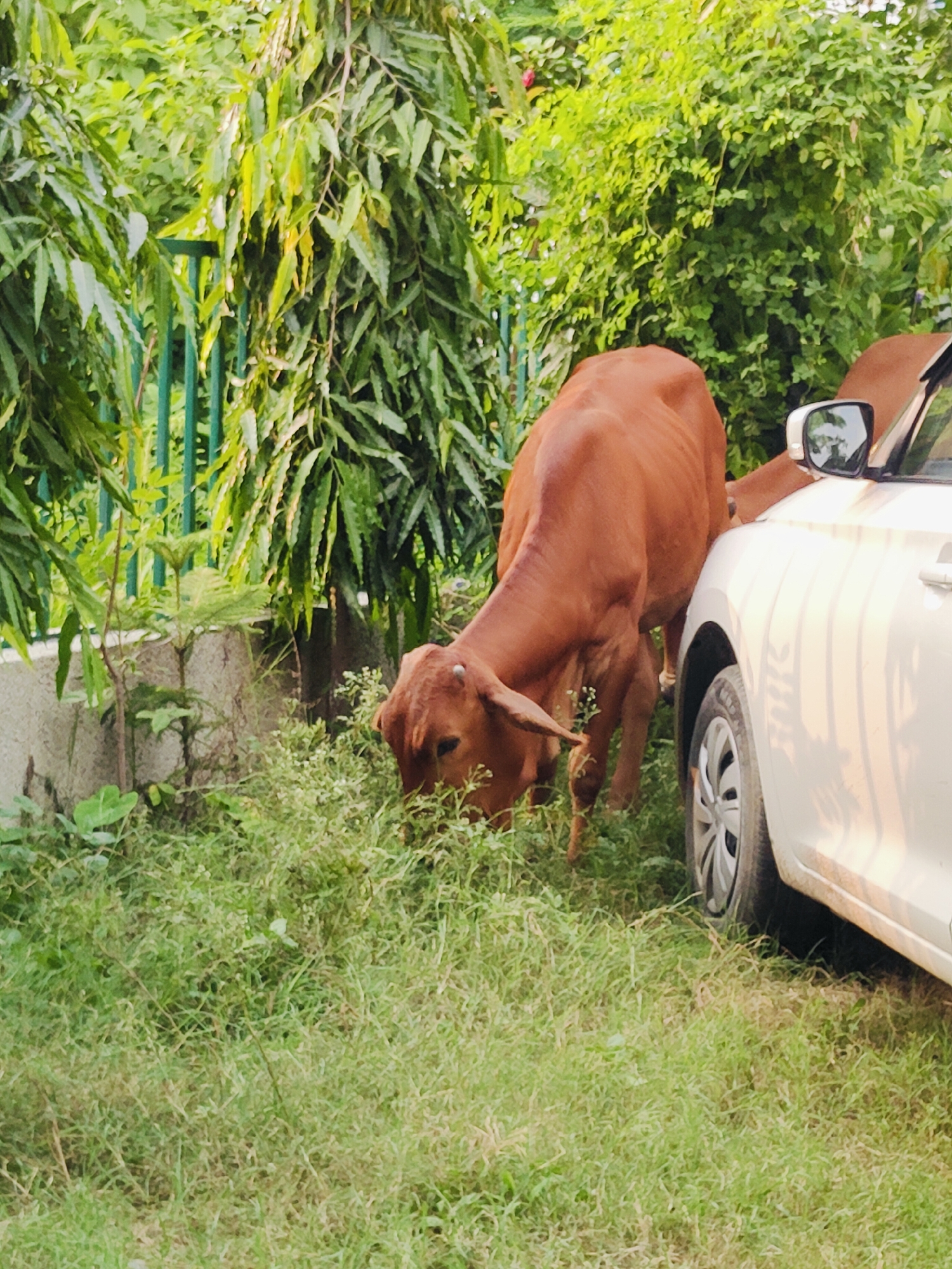 A light-colored car is parked on the side of the road, with a brown cow grazing in the grass next to it. The cow is positioned facing towards the car, with its head down, eating. The car's side mirror is visible, reflecting the surrounding greenery. The environment appears to be a grassy area with trees and foliage in the background, suggesting an outdoor urban or suburban setting, possibly in Gurgaon, India, given the presence of cows in public spaces. The scene is captured during daylight, with sunlight casting shadows.