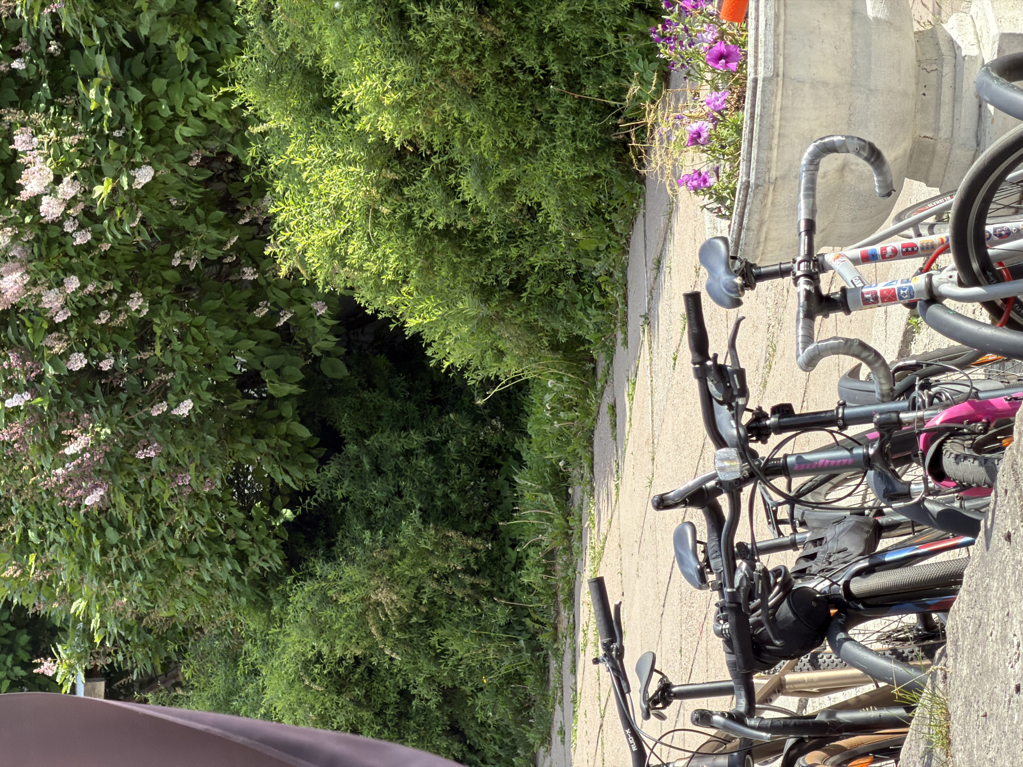 The image depicts an outdoor, sunlit scene in Saint Petersburg, Russia, featuring several bicycles parked on a concrete pathway, bordered by dense vegetation and a decorative planter.
In the foreground, on the far left, a partial view of a vertical, dark reddish-brown structural element is visible. The lower half of the image is dominated by a cluster of at least four bicycles parked on a light grey concrete surface. From left to right, a partially obscured light brown/gold bicycle is followed by a dark-framed bicycle equipped with a black handlebar bag and a front mudguard. Next is a black-framed bicycle with a pink front mudguard and visible "Author" branding on its downtube. To the right, a light grey/silver bicycle features drop handlebars wrapped in grey tape and its frame is decorated with multiple small stickers, including one depicting the coat of arms of Amsterdam. The concrete pathway where the bicycles are parked shows cracks with weeds and grass growing through them.
In the mid-ground on the right, a large, ornate, light grey concrete planter is visible. It contains vibrant purple petunia-like flowers, and an orange object, possibly a plastic gardening tool handle, rests on its rim.
The background is characterized by lush green foliage. A large bush, densely covered with pale pink to light purple flowers consistent with lilac blossoms, occupies the upper central and right portions of the image. Below this, various green shrubs and herbaceous plants form a dense, natural barrier. A second, more defined concrete pathway is visible behind the bicycles, receding into the vegetated area, with dandelions (some in seed-head form) and other weeds growing along its edges.
The scene is brightly lit by direct sunlight, creating distinct highlights on the foliage and contributing to a clear, high-contrast appearance. No human figures are present, and no actions or interactions are depicted.